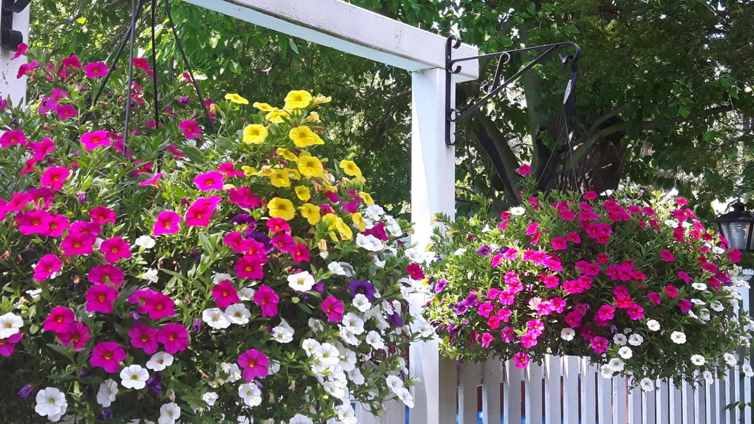 Garden in Historic Wilson-Guy House