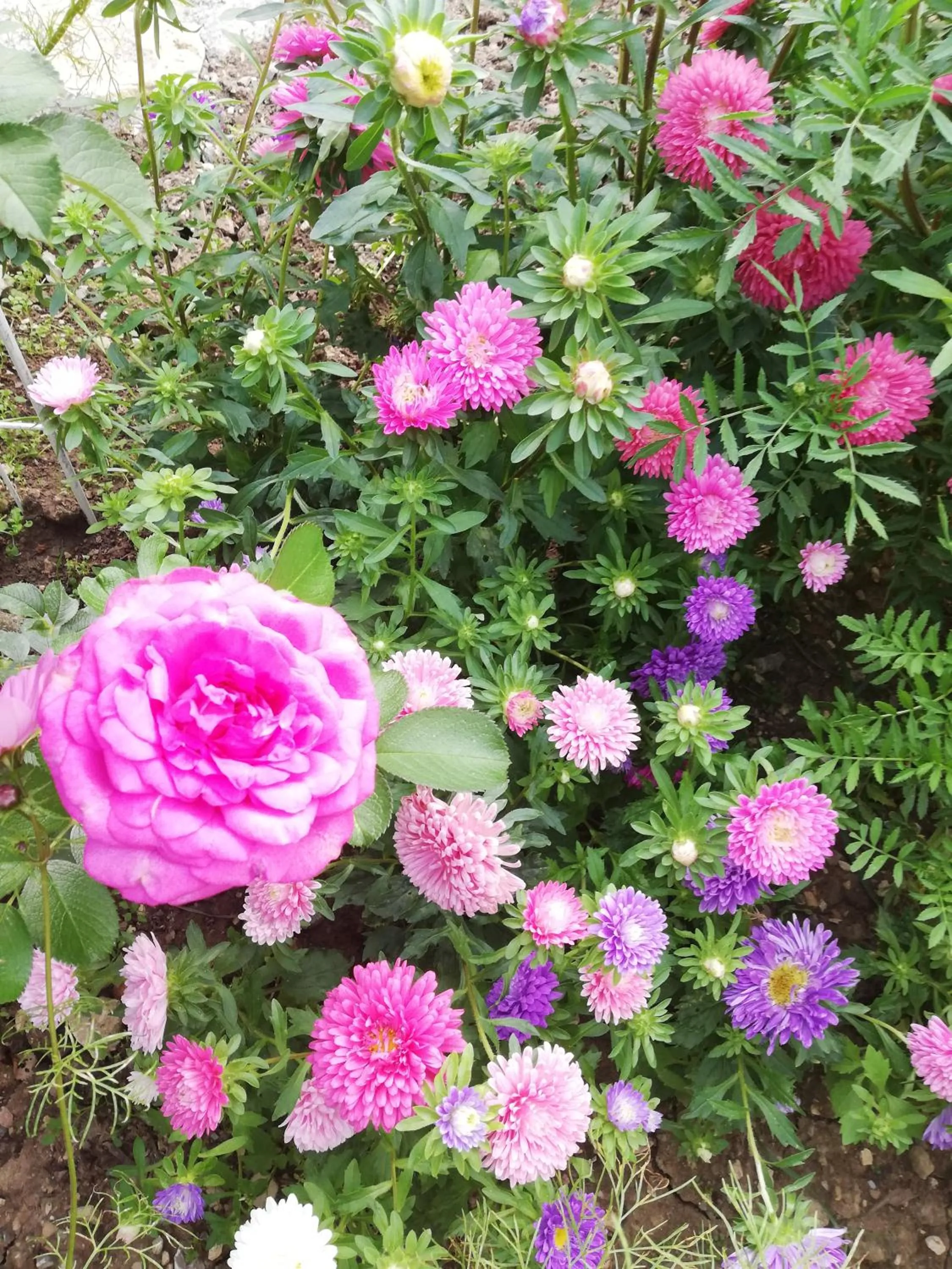 Garden in B&B Rosenliebe