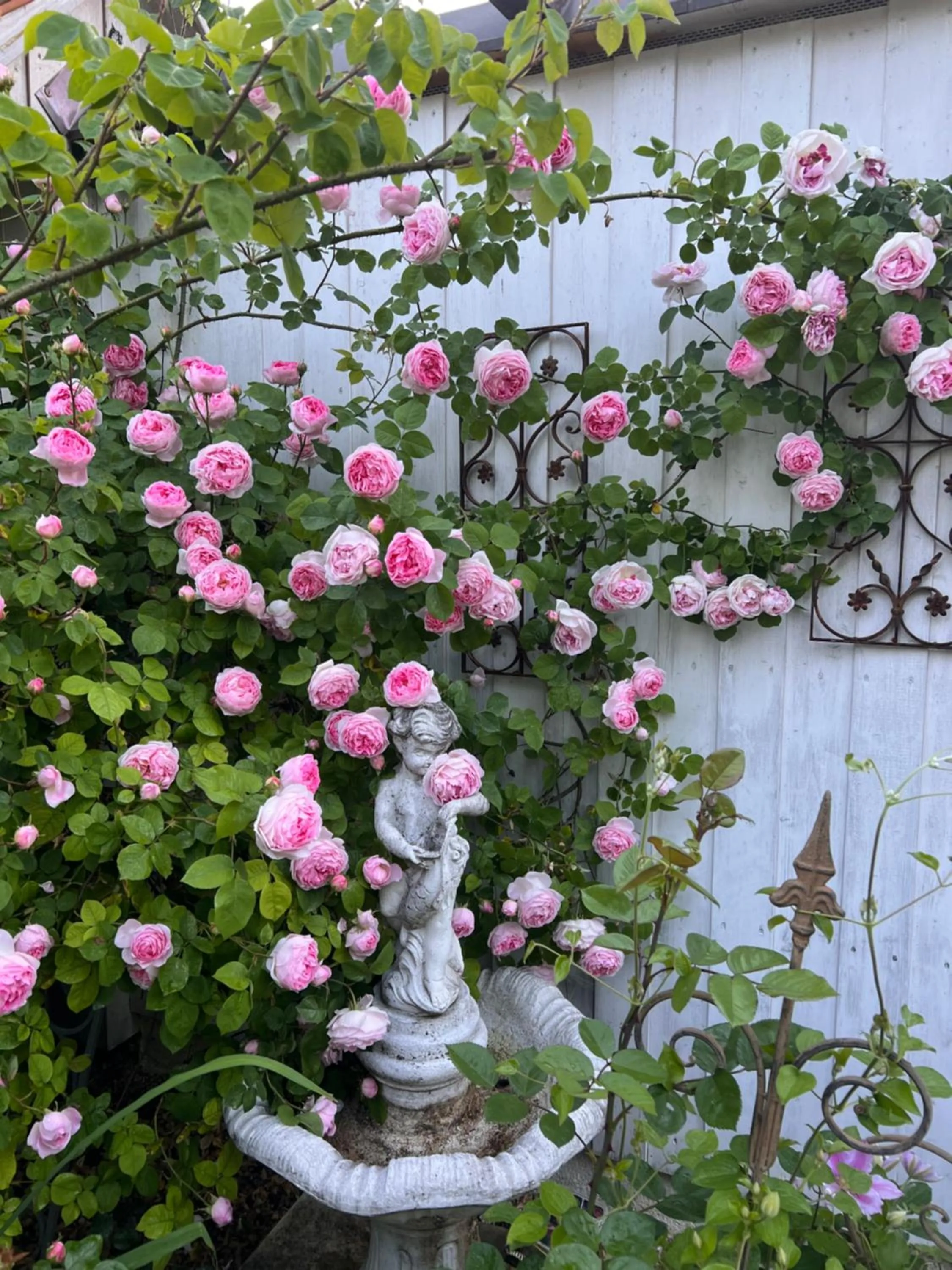 Garden in B&B Rosenliebe