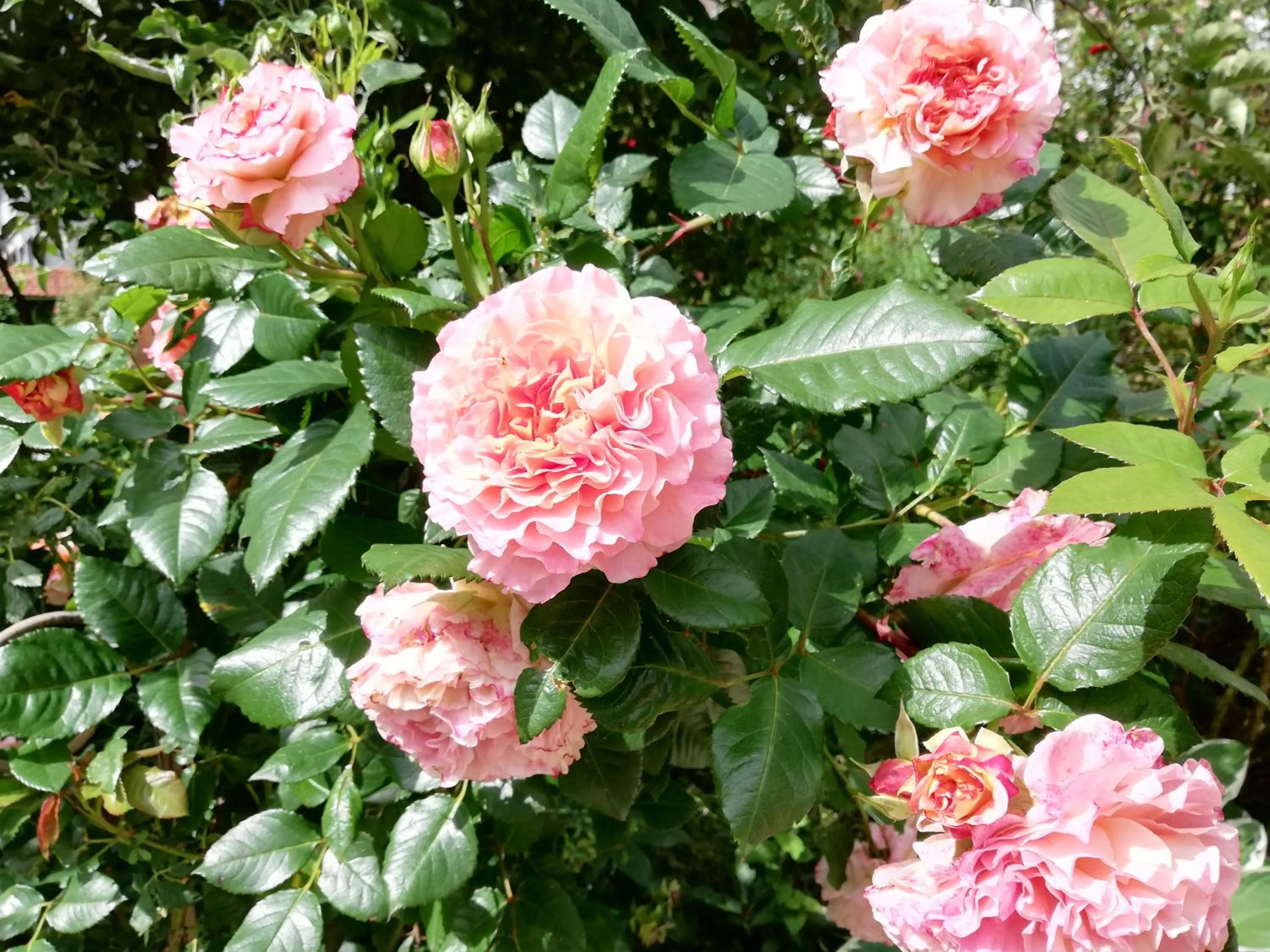 Garden in B&B Rosenliebe