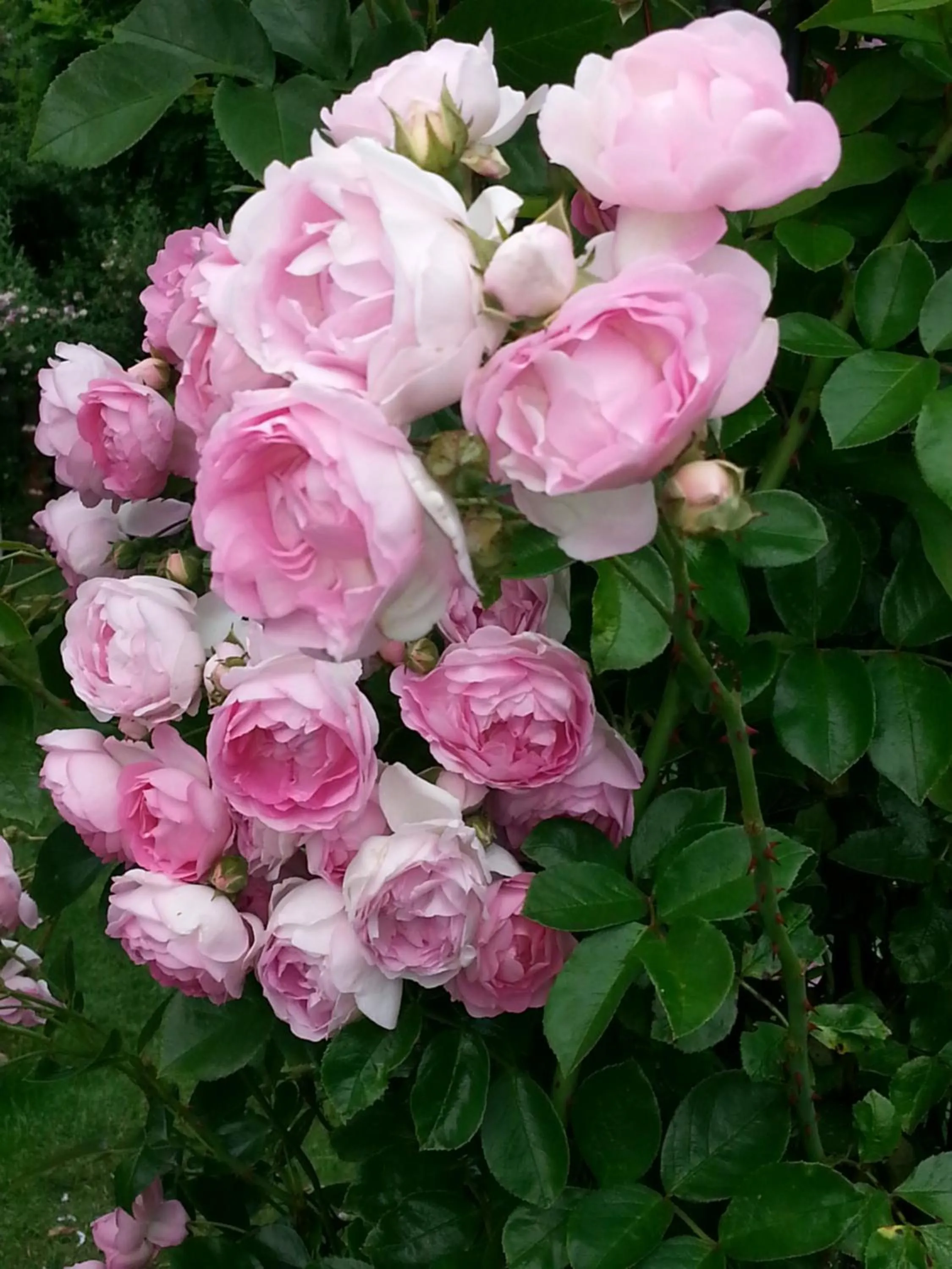 Garden in B&B Rosenliebe