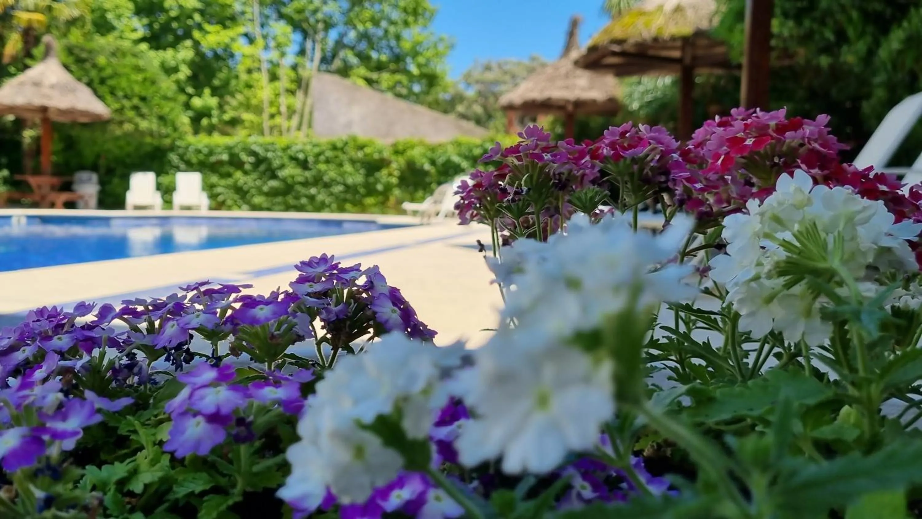 Swimming pool in Hotel Italiano