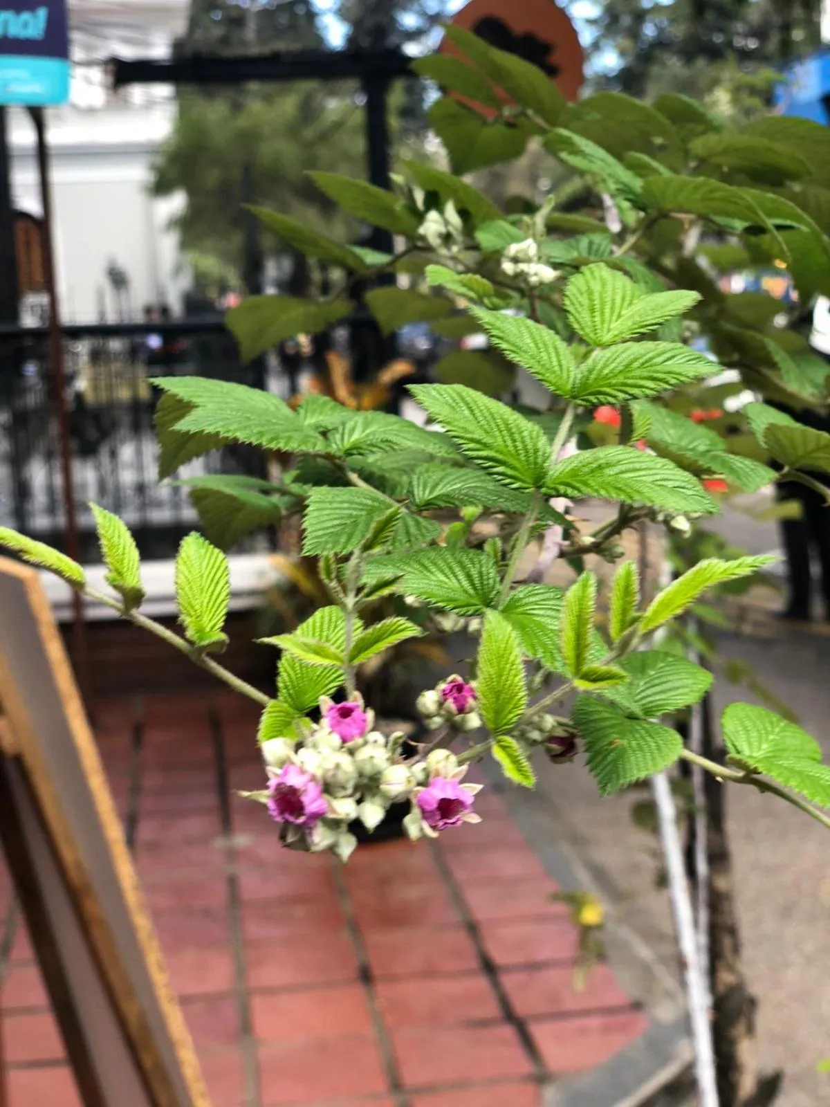 Patio in Filatelia Suites & Travel