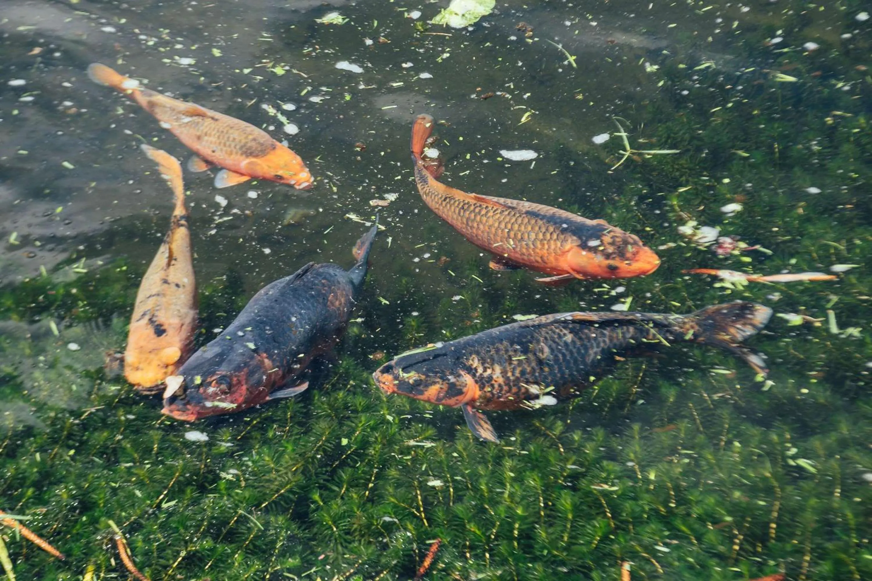 Other in Hotel Bambito By Faranda Boutique, a member of Radisson Individuals