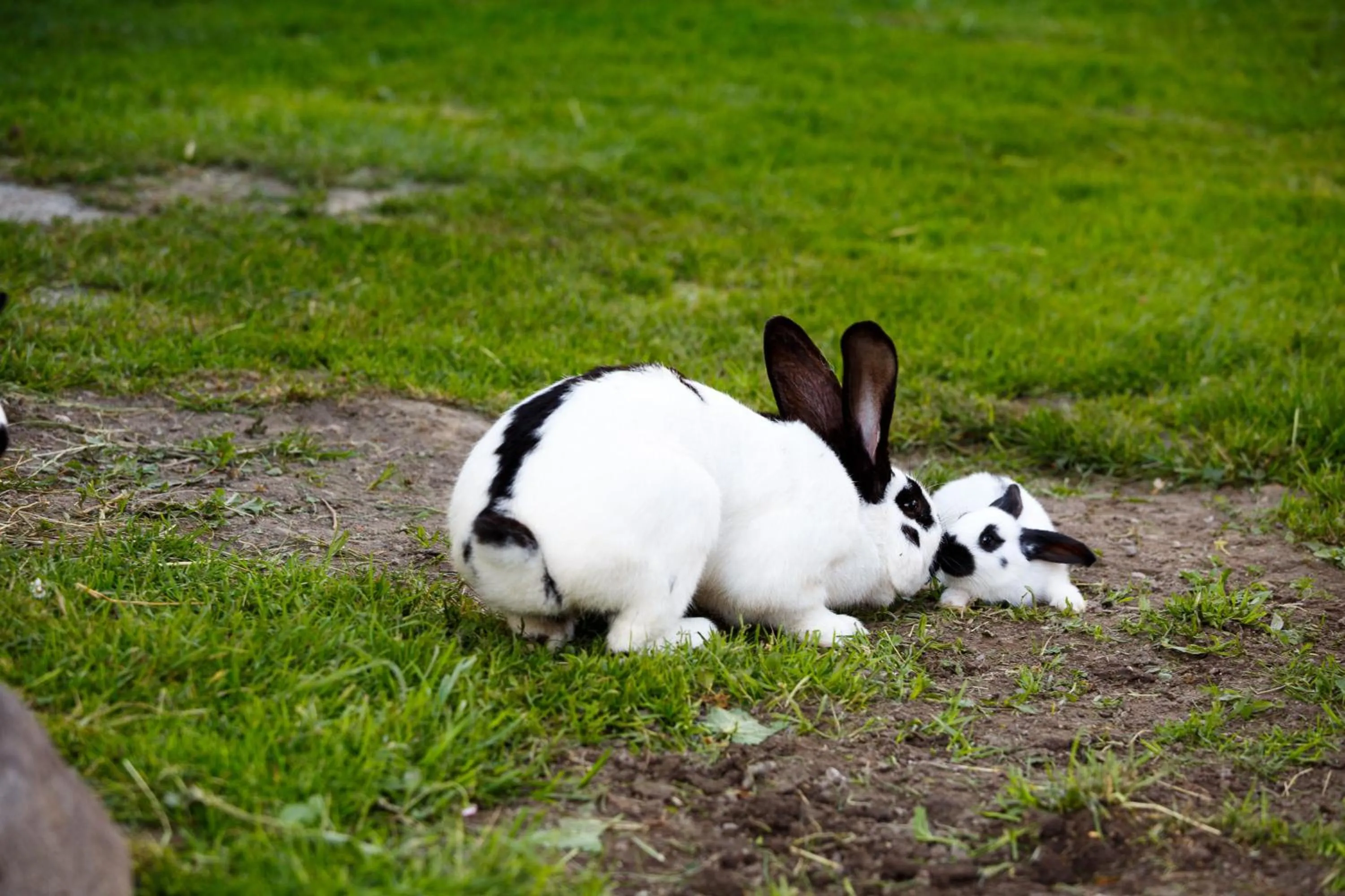 Animals in ApartHotel Holzerhof
