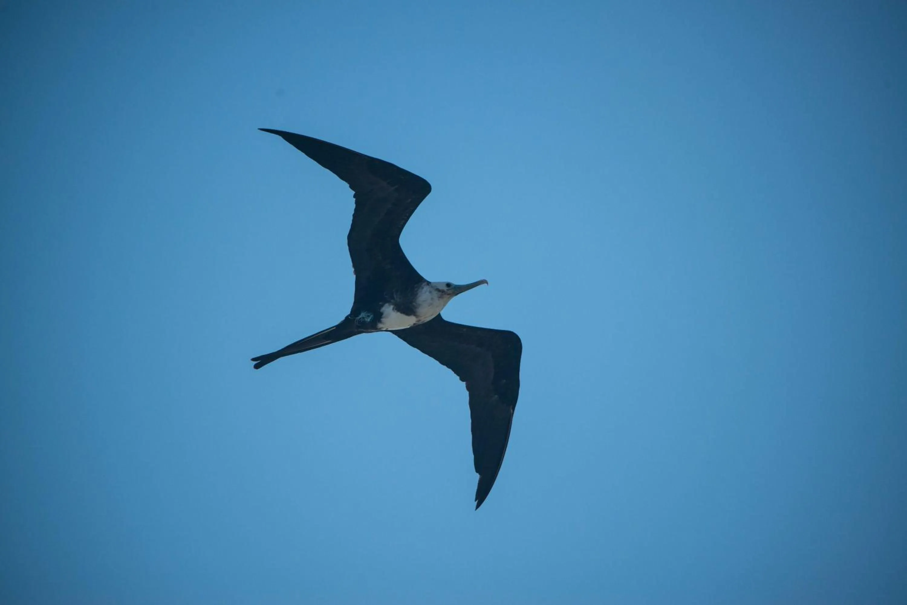 Animals in Playa De Sala Boutique Hotel