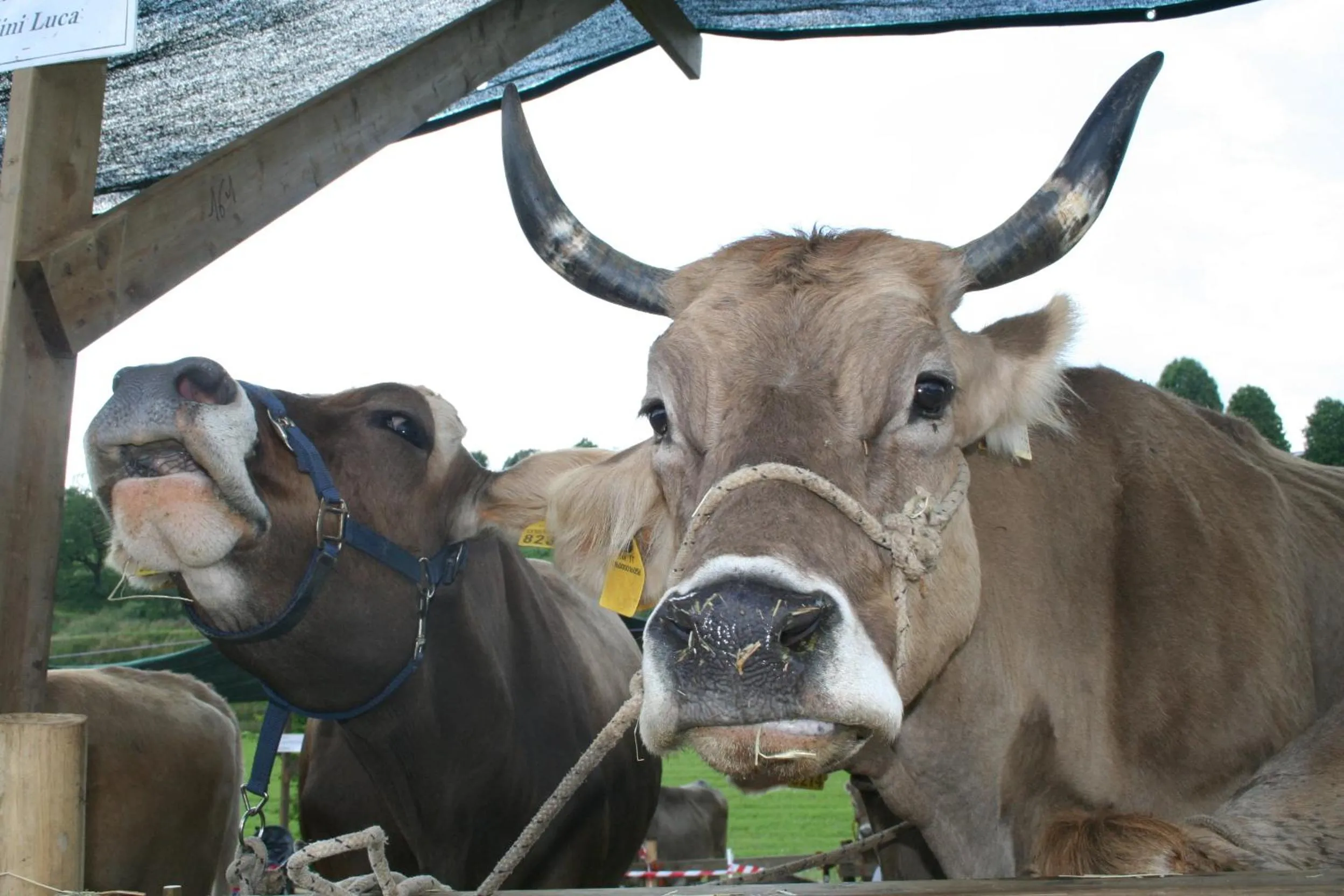 Animals in B&B La Casa Di Campagna