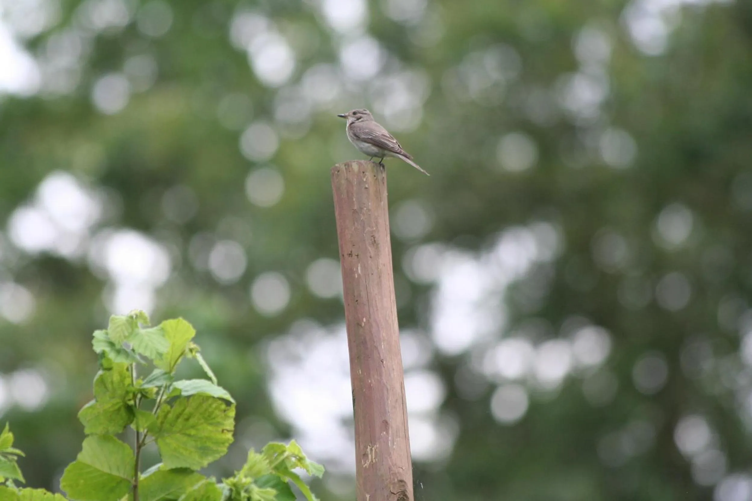 Animals in B&B La Casa Di Campagna