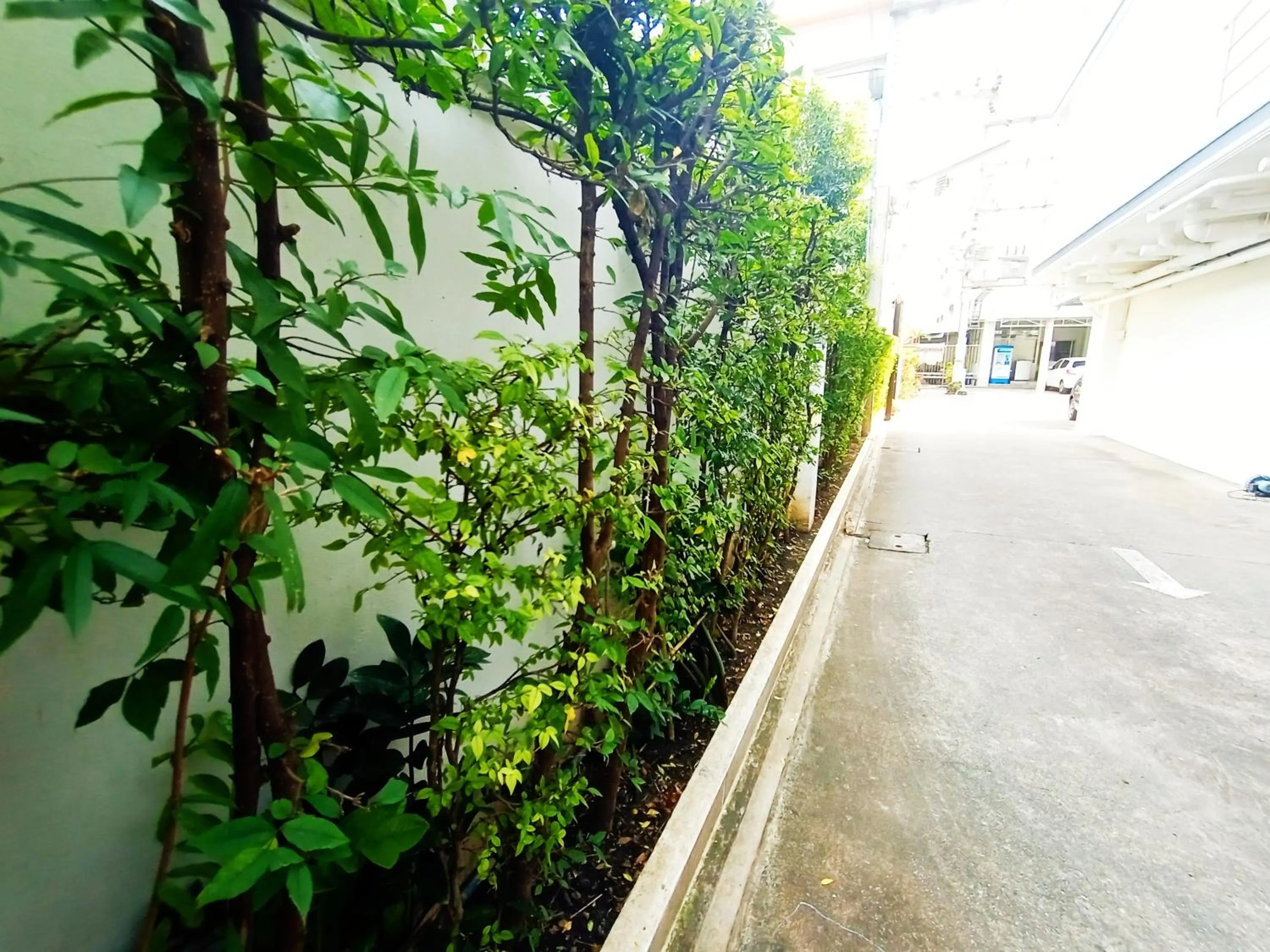 Garden in Common Living