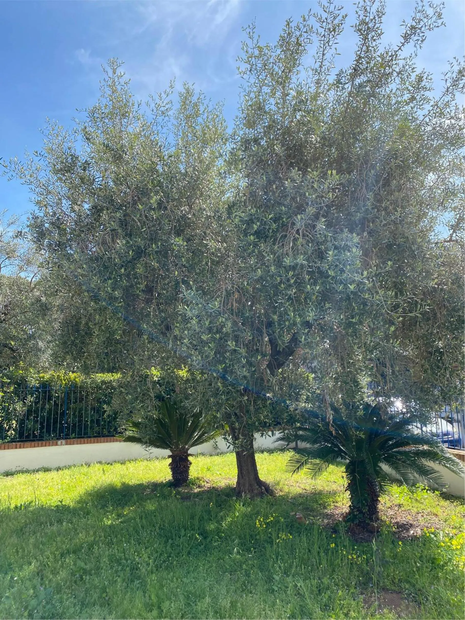 Garden in Residenza Le Spiagge