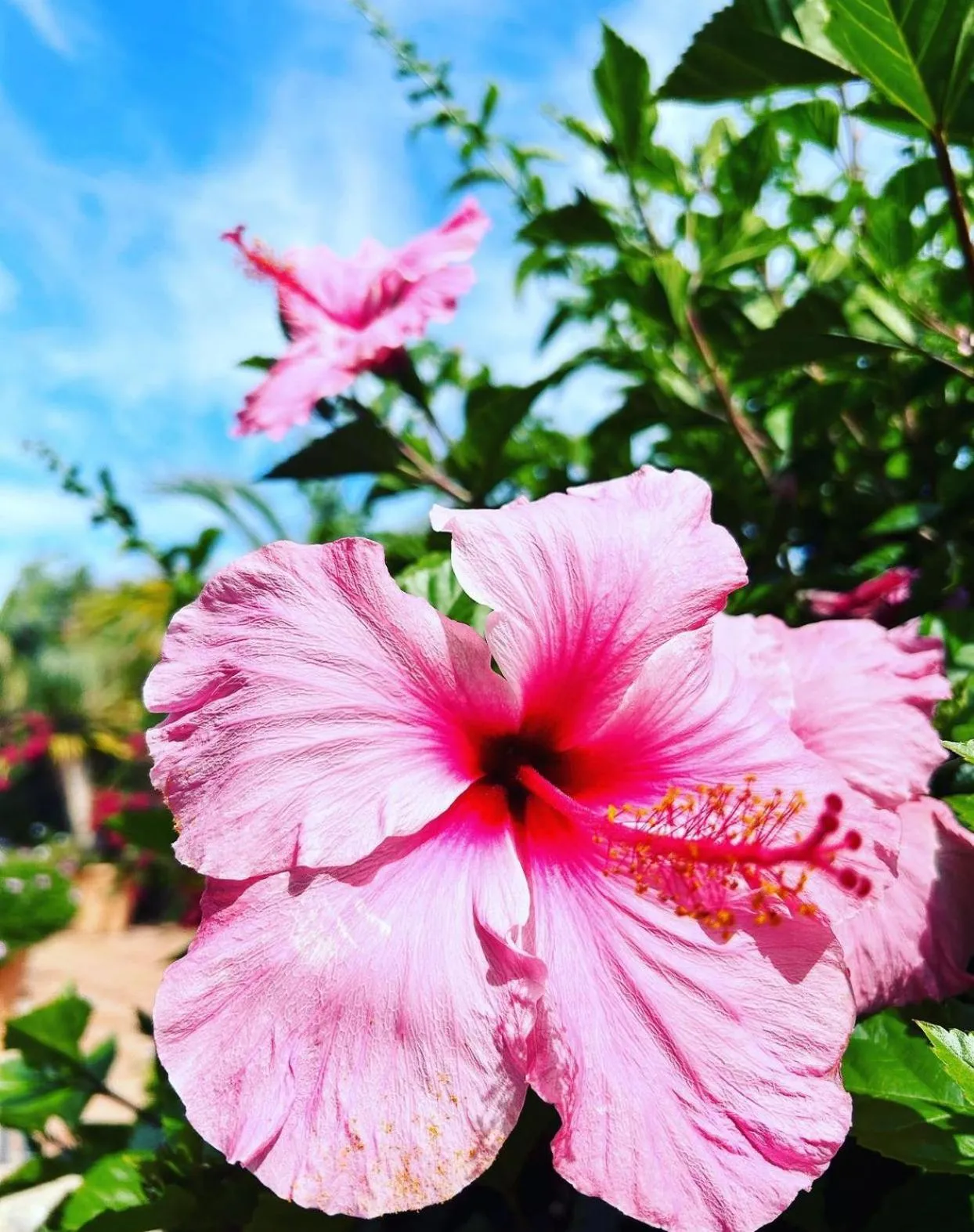 Garden in Hotel La Peña