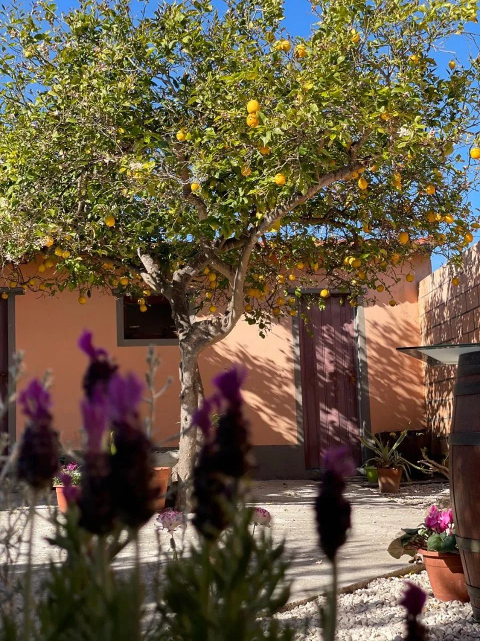 Garden in Su Fassoi Cabras