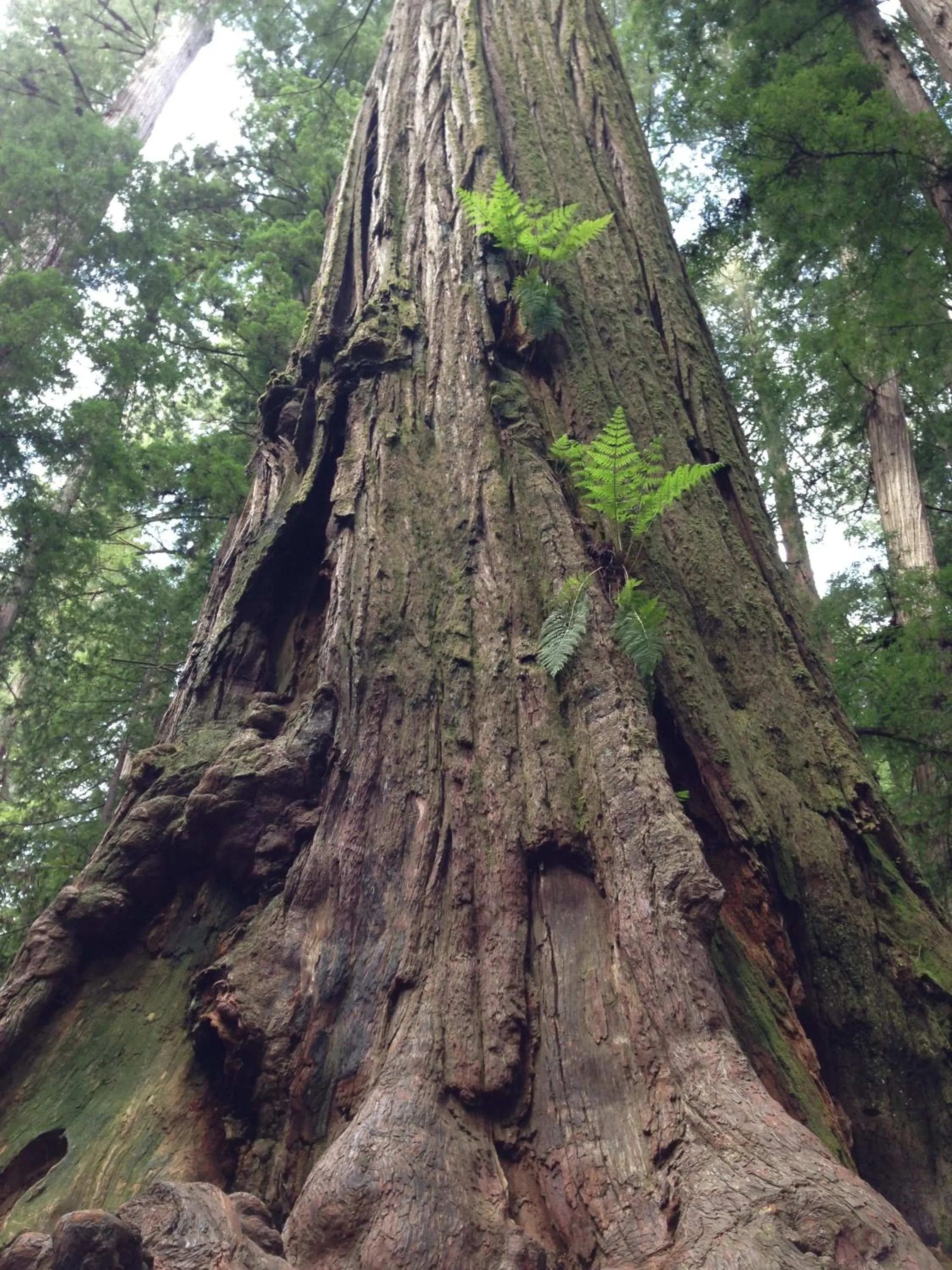 Area and facilities in Redwood Inn