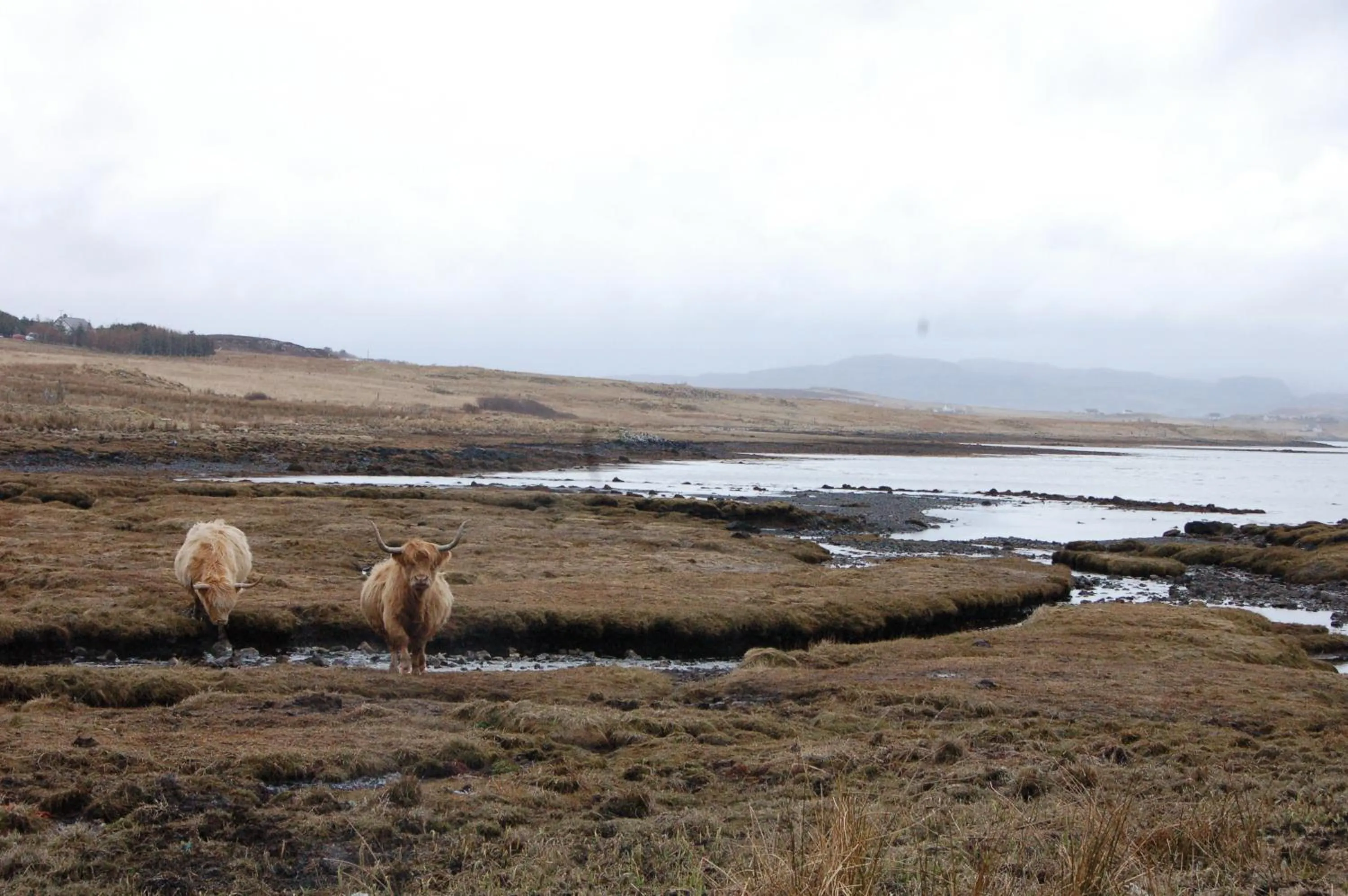 Animals in Hame on Skye