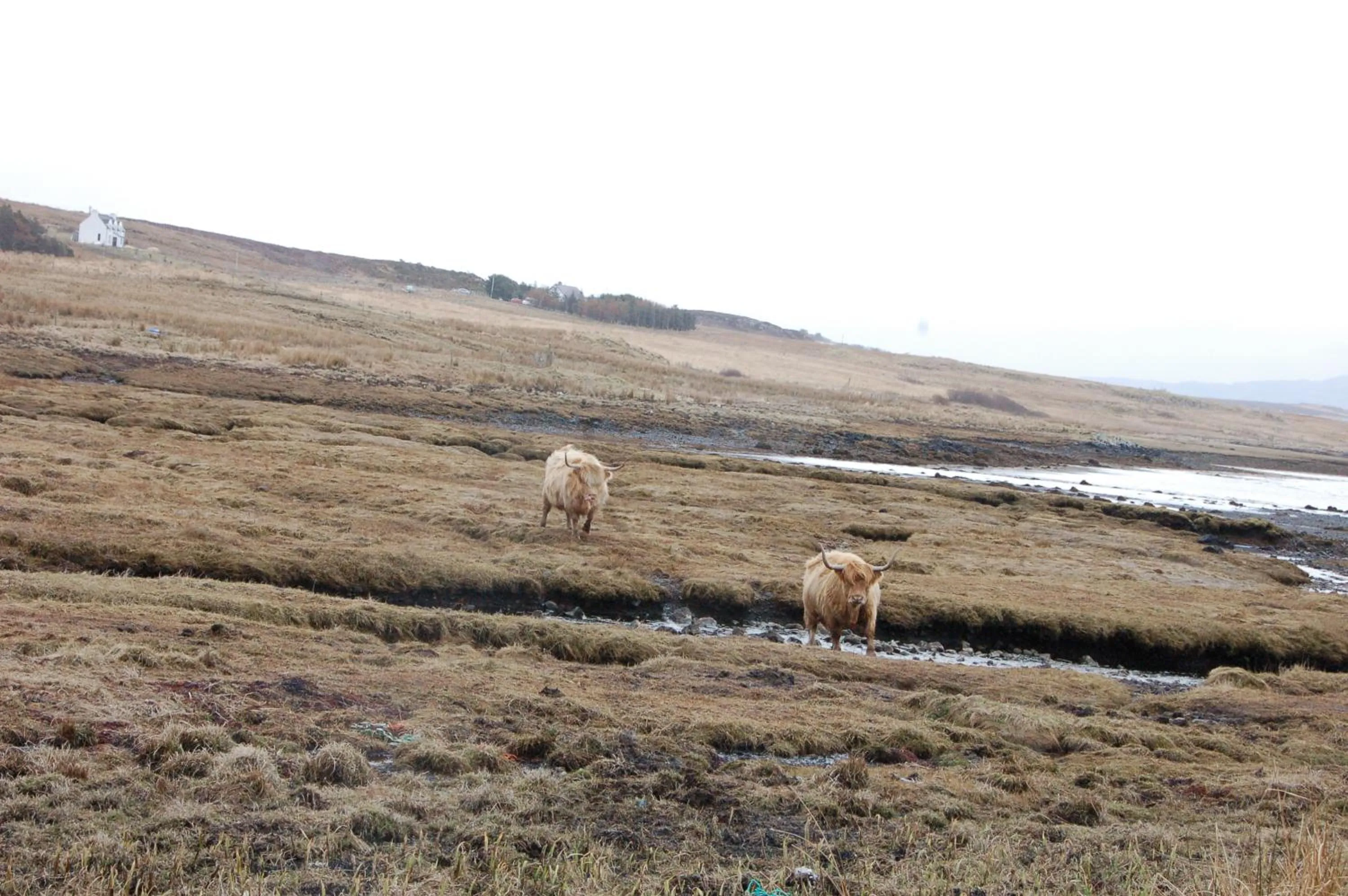Animals in Hame on Skye