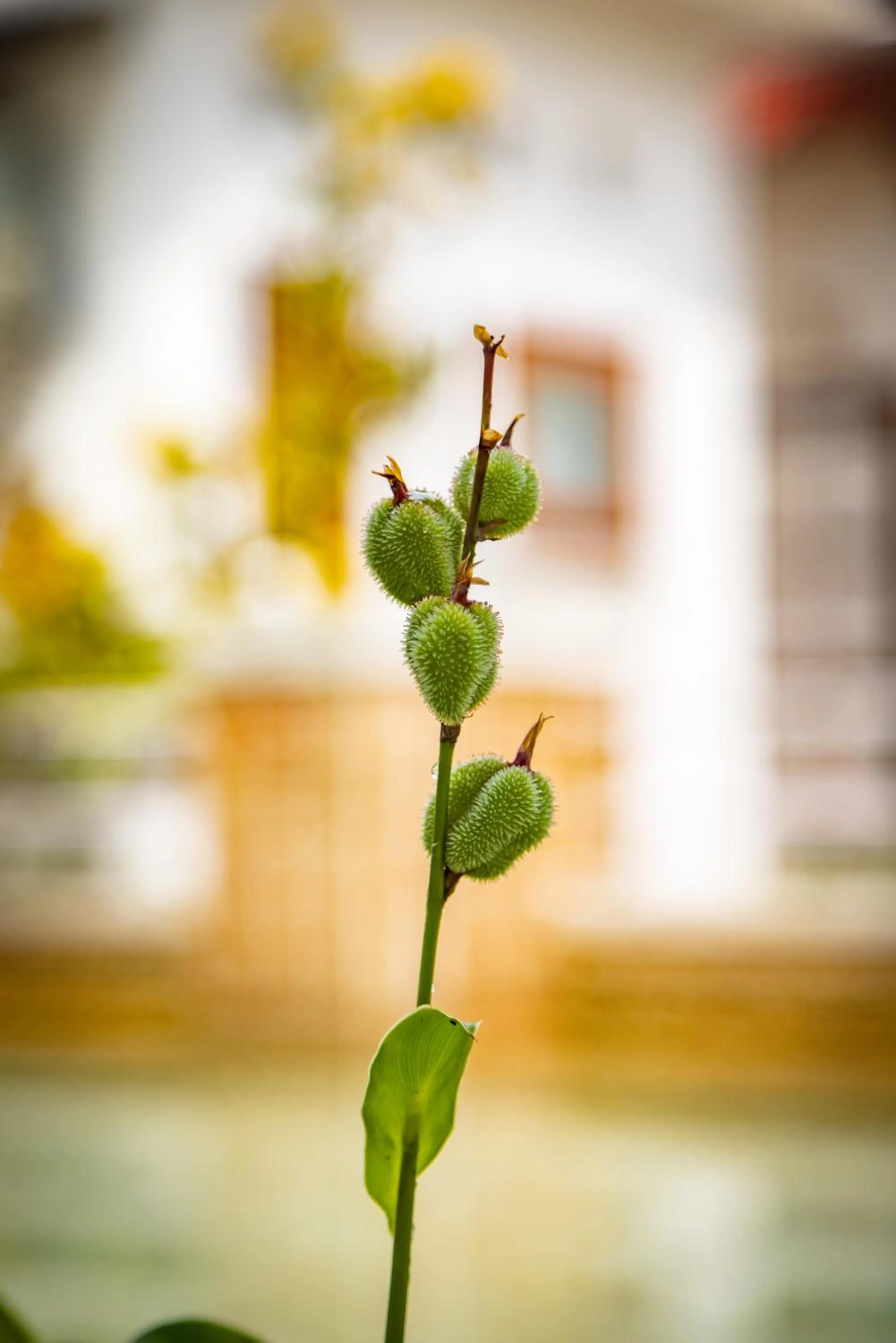 Garden view in Family Hotel Gradia 1