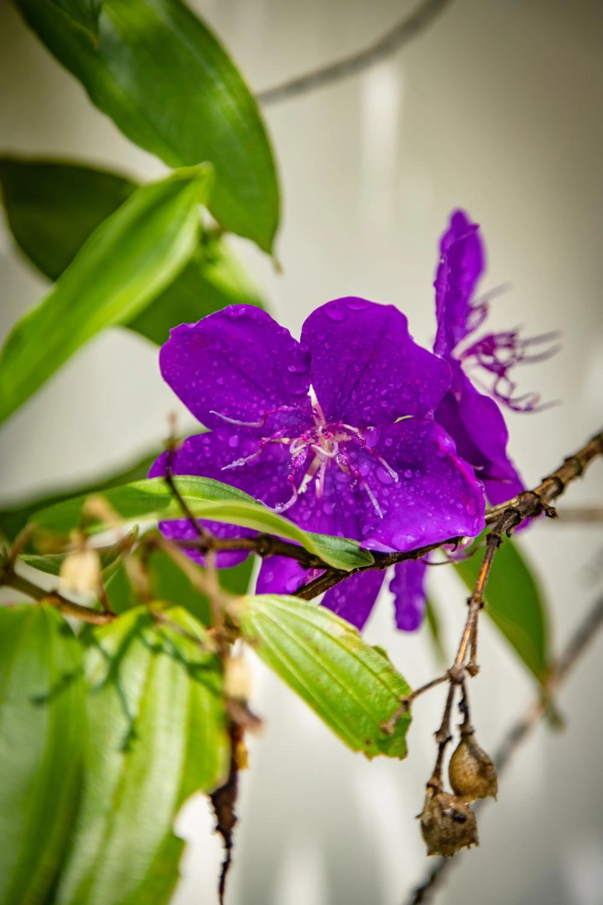 Garden view in Family Hotel Gradia 1