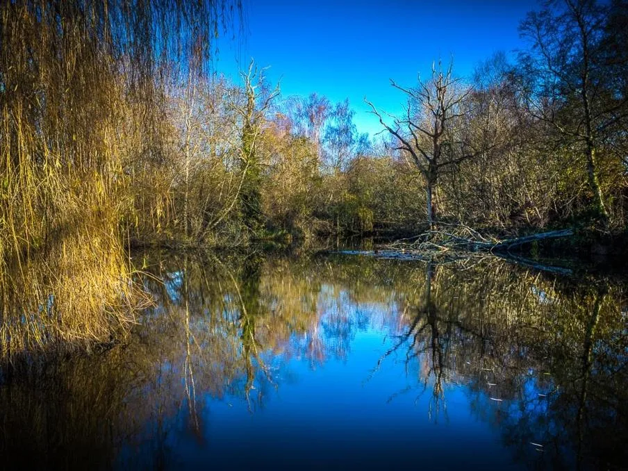 View (from property/room) in New Forest Lodges