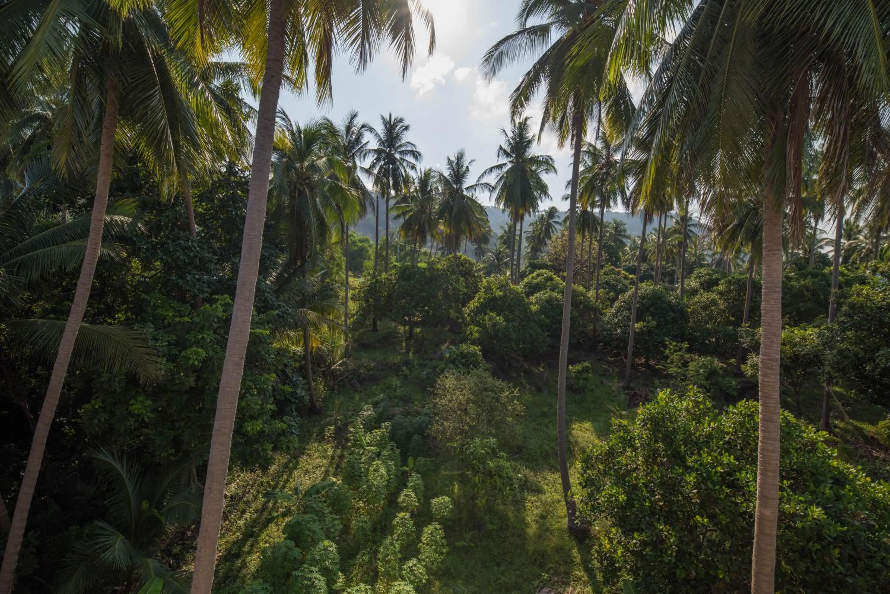 Garden view in Chaweng Noi Residence