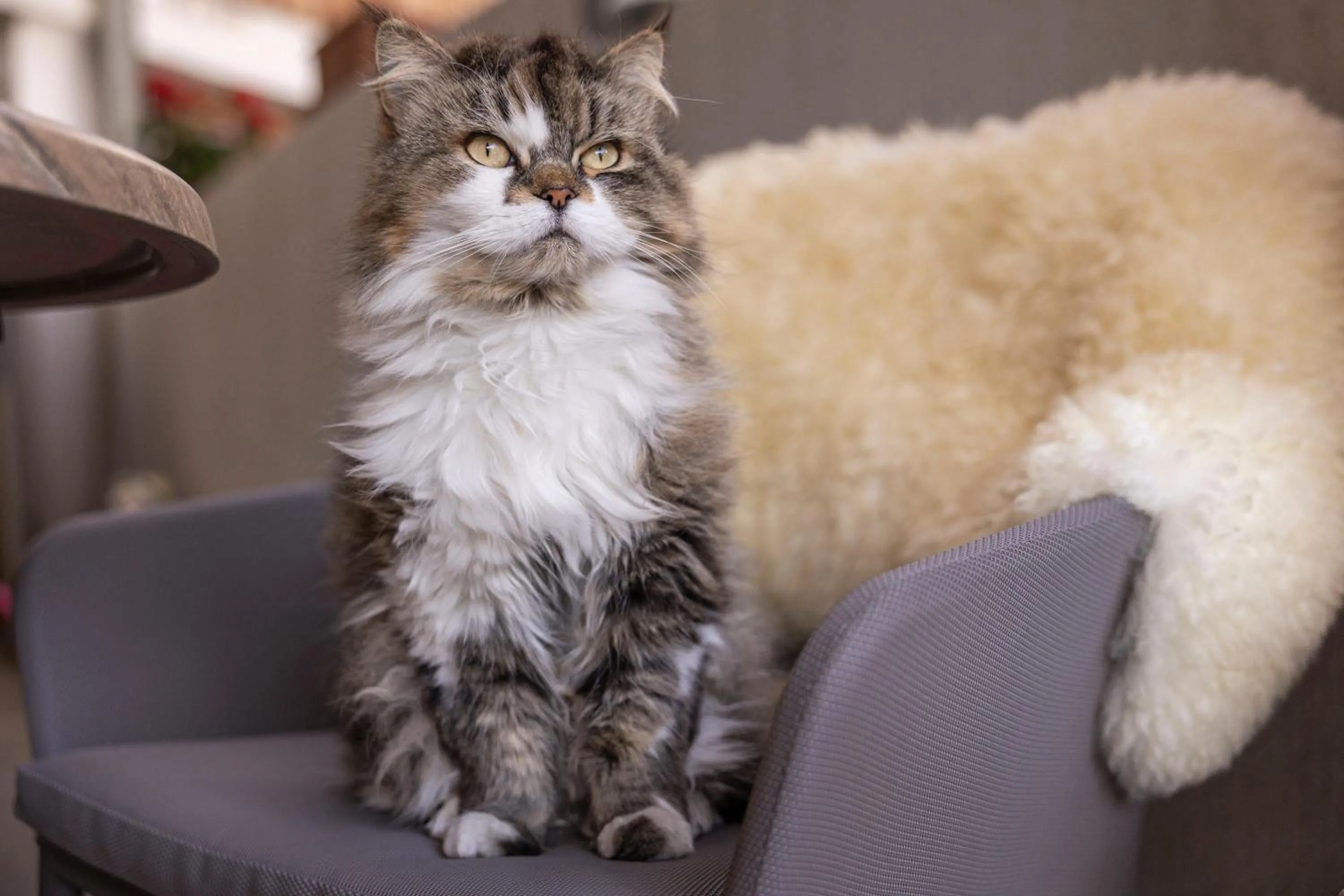 Pets in LAUDEGGHOF Ladis