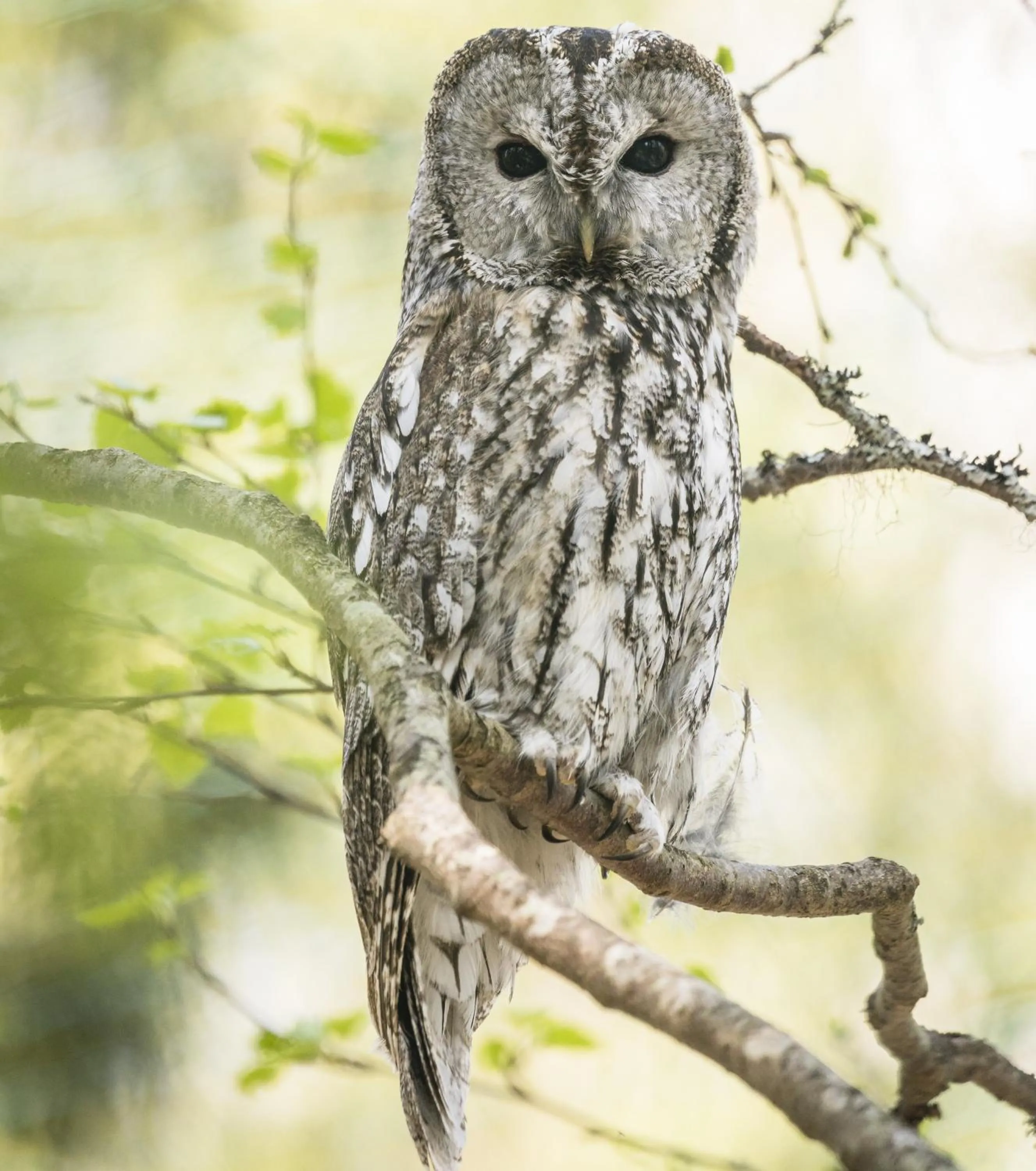 Summer in Ranua Resort Arctic Igloos