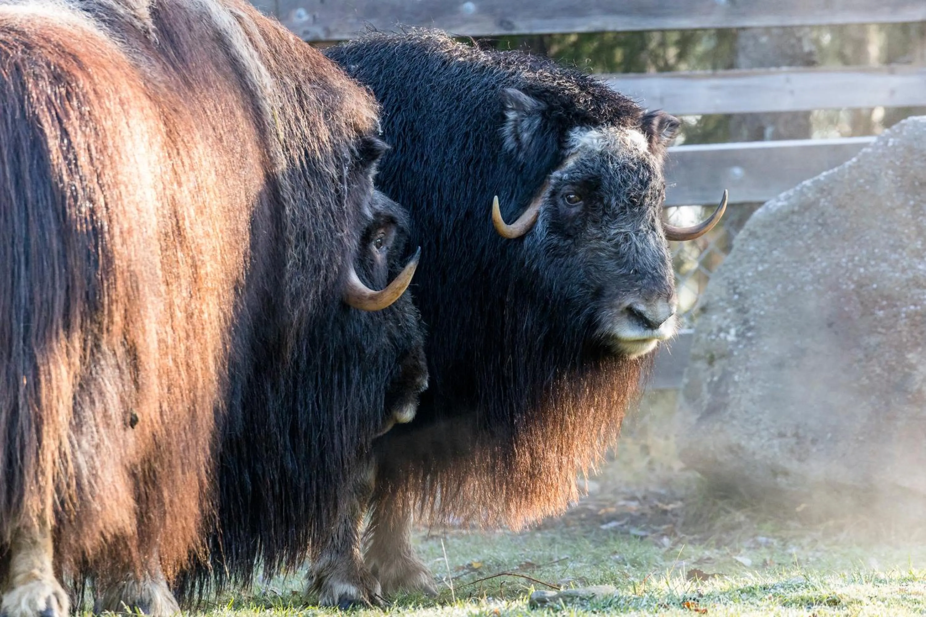 Summer in Ranua Resort Arctic Igloos