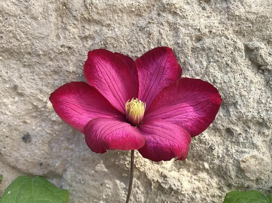 Garden in Chemin des Ormeaux