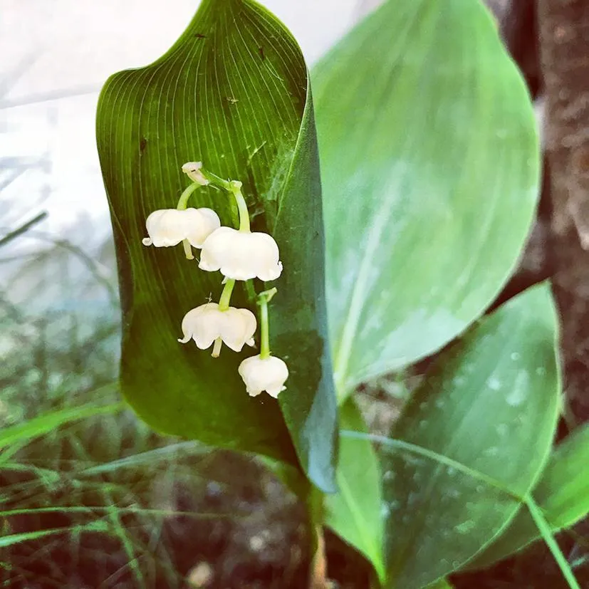 Garden in Chemin des Ormeaux
