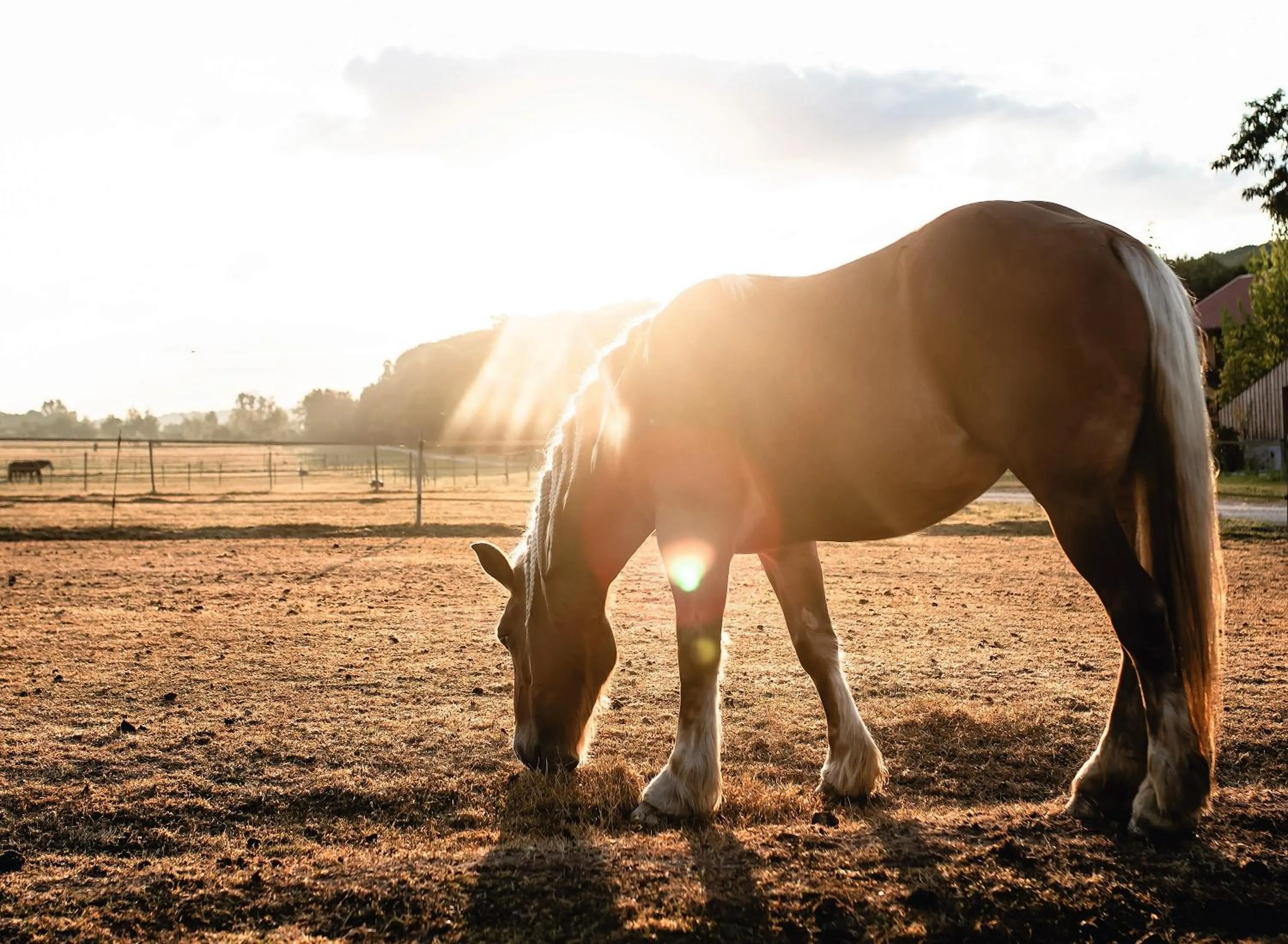 Horse-riding in Le Barn