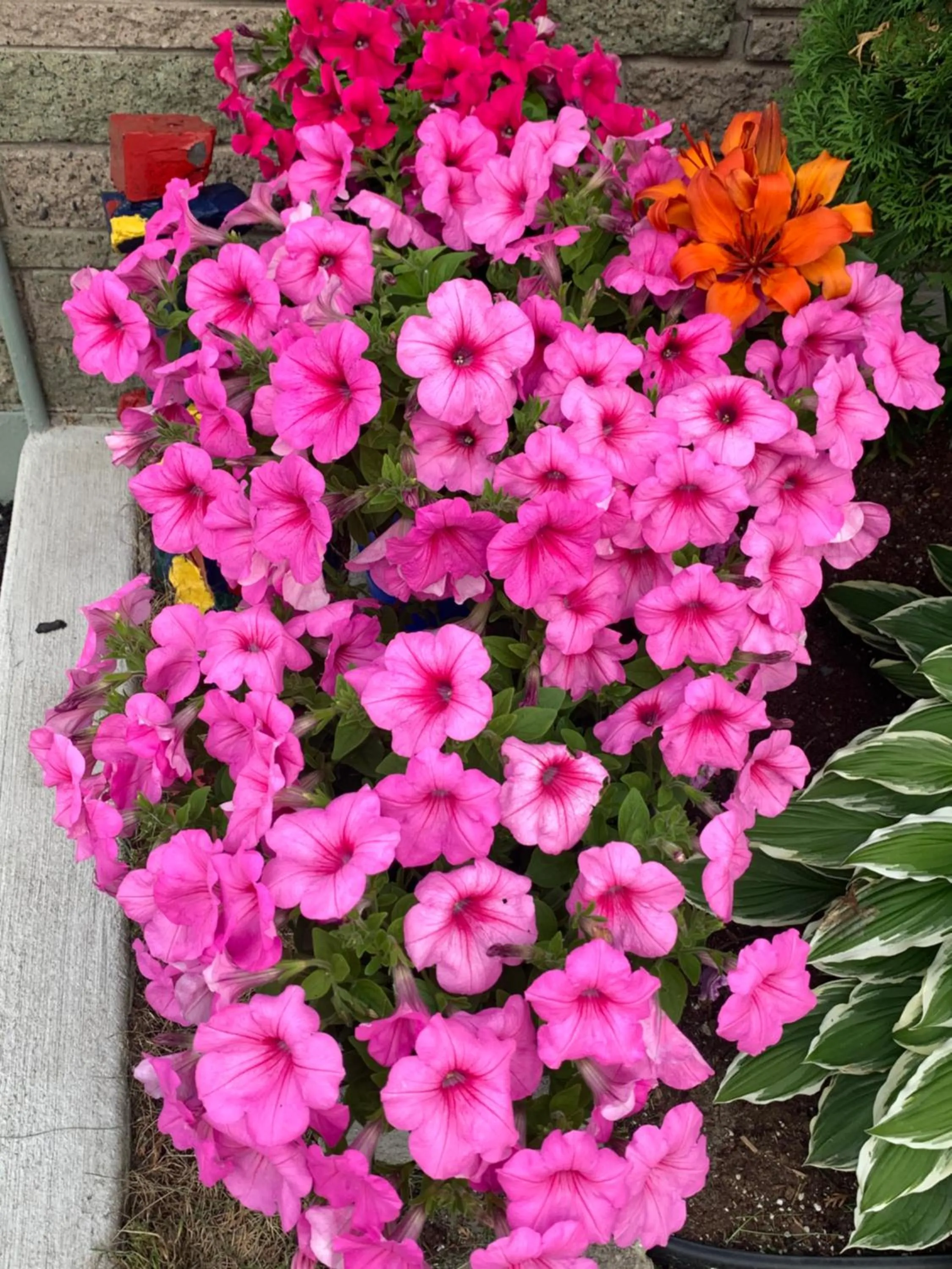 Garden in Trunk Road Motel