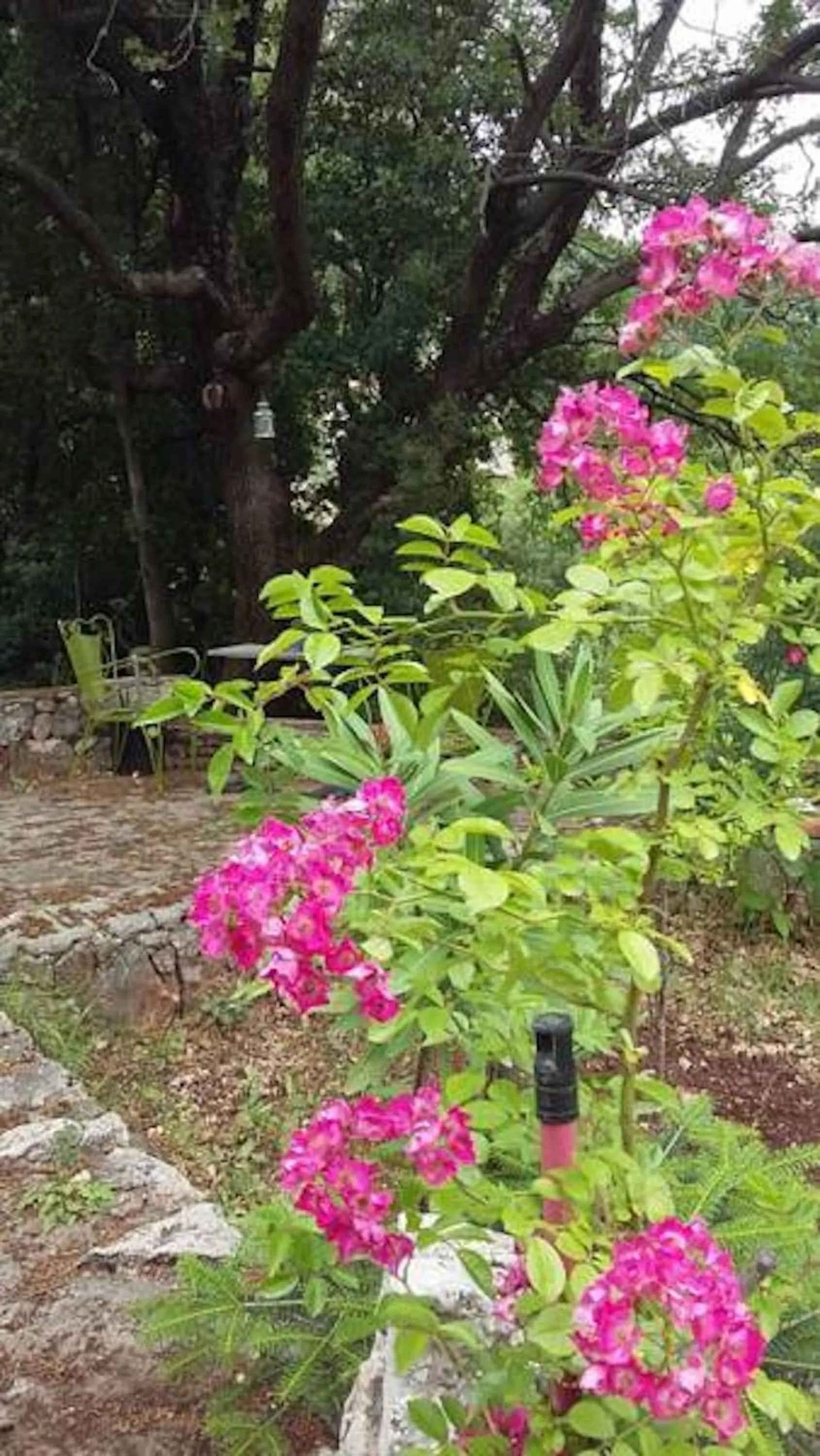 Garden in Helicon Muses Friendly Mountain B&B Guesthouse