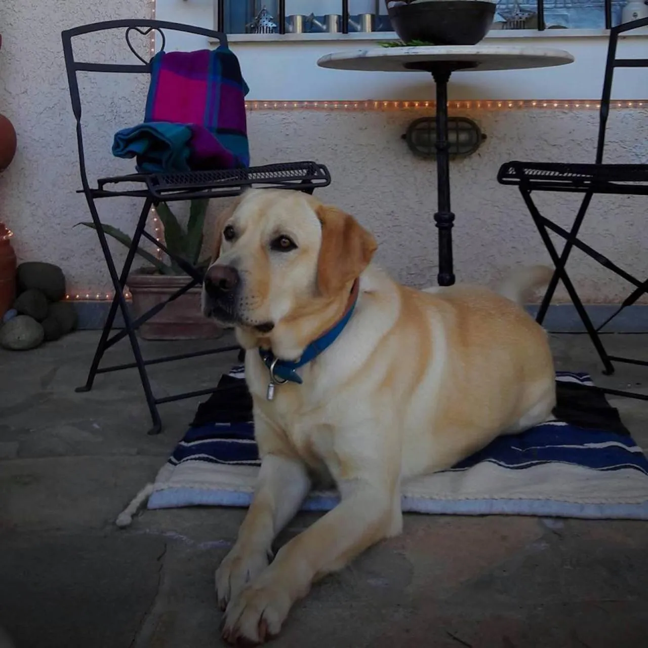 Pets in Helicon Muses Friendly Mountain B&B Guesthouse