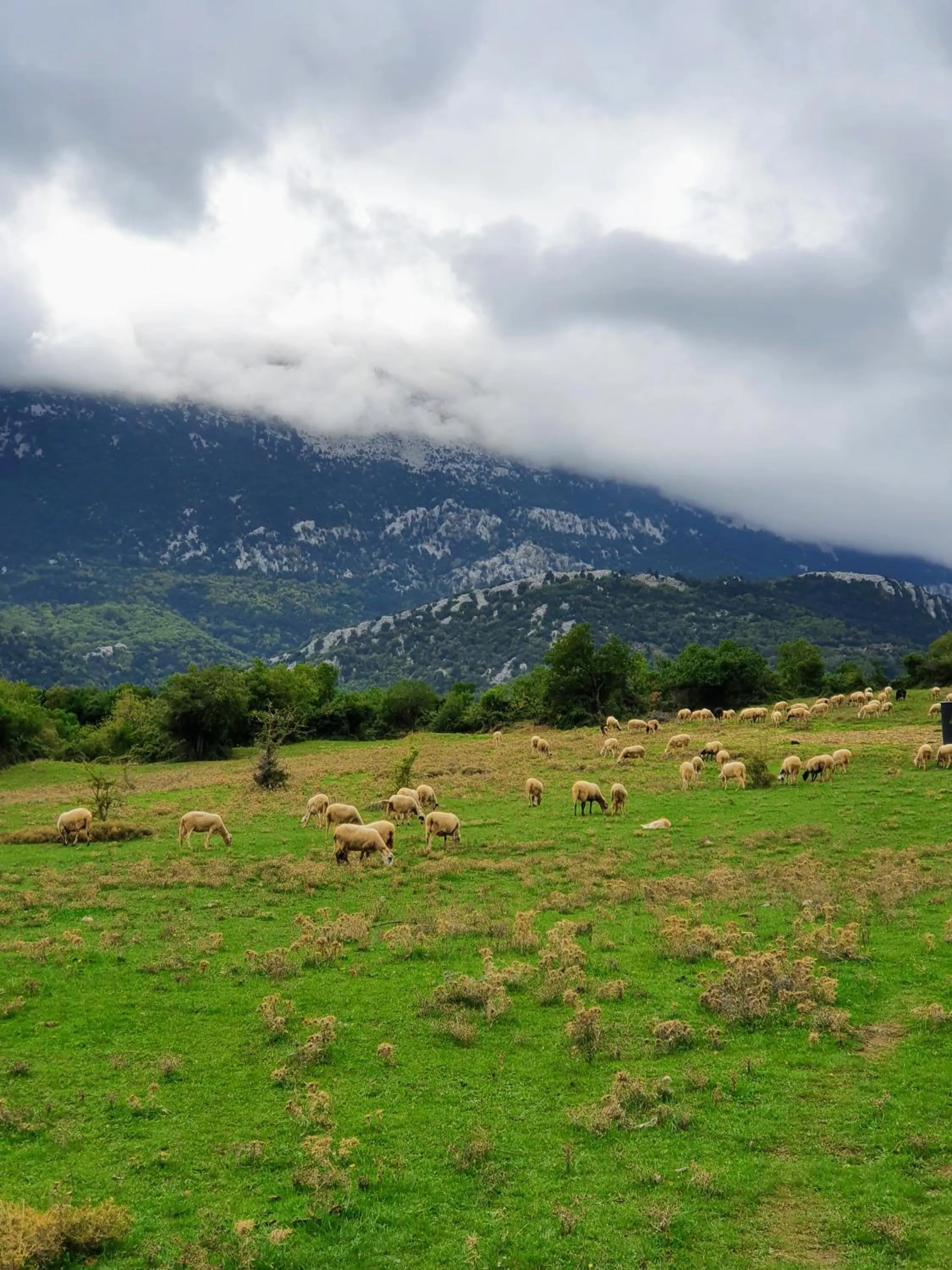 Garden in Helicon Muses Friendly Mountain B&B Guesthouse