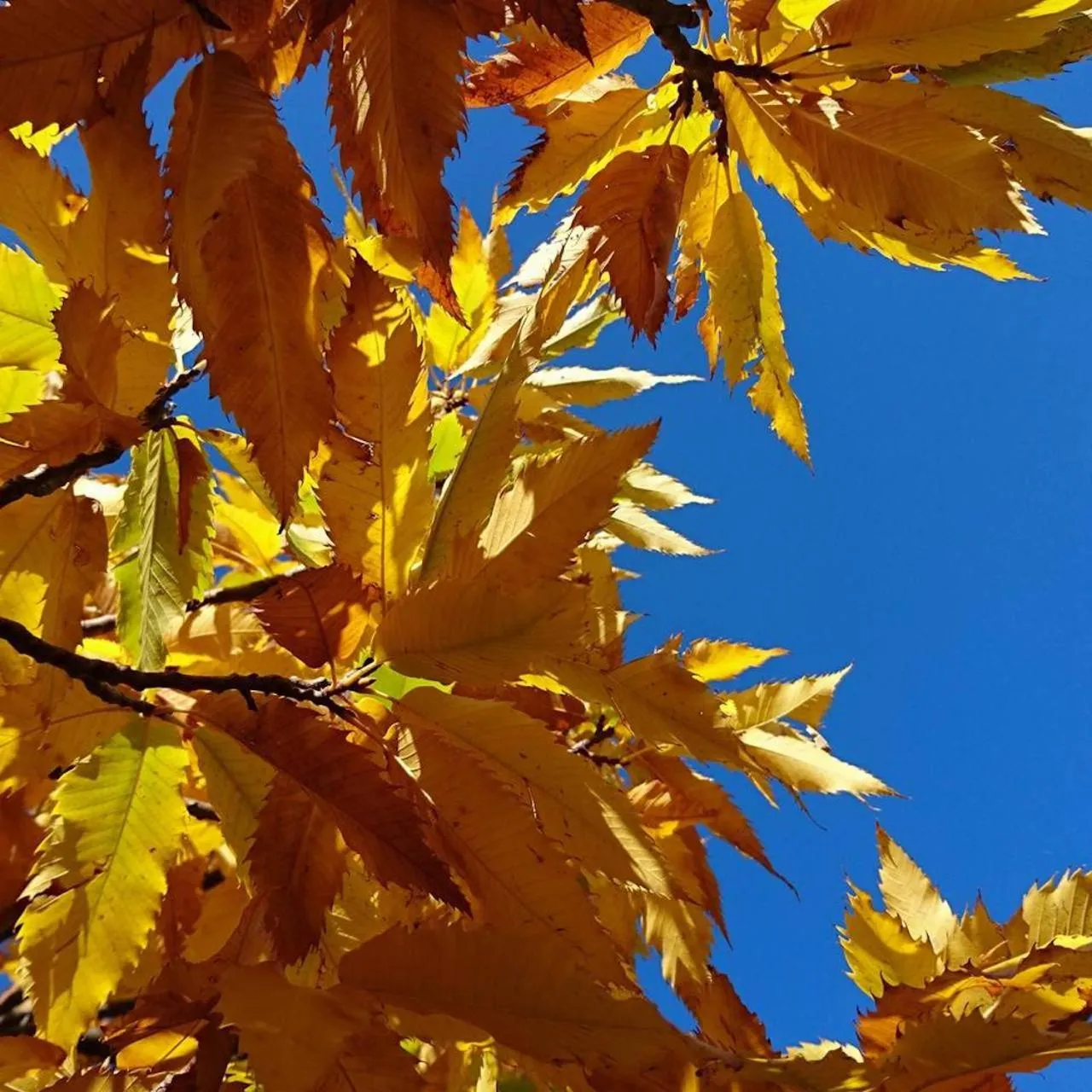 Activities in Helicon Muses Friendly Mountain B&B Guesthouse