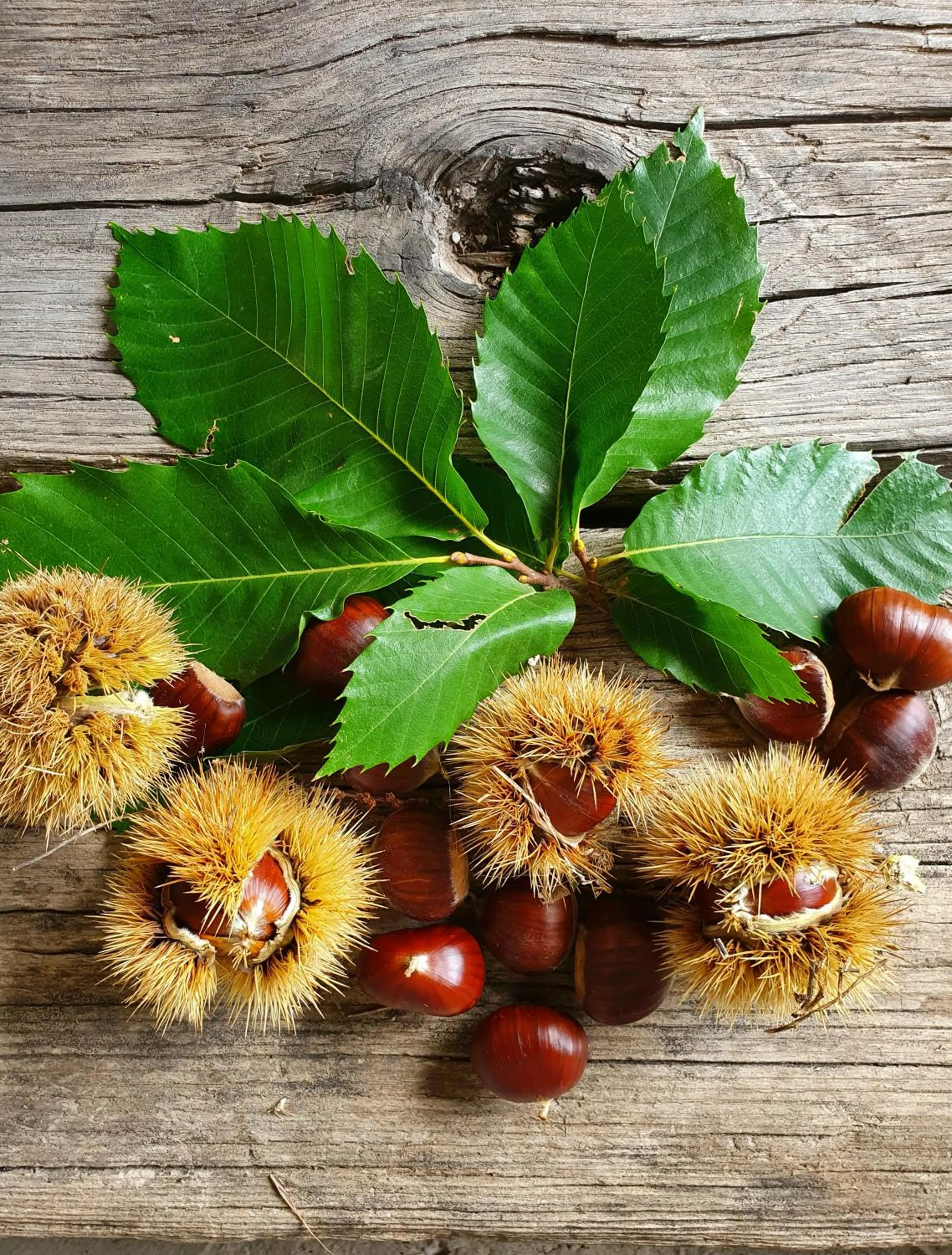 Food in Helicon Muses Friendly Mountain B&B Guesthouse