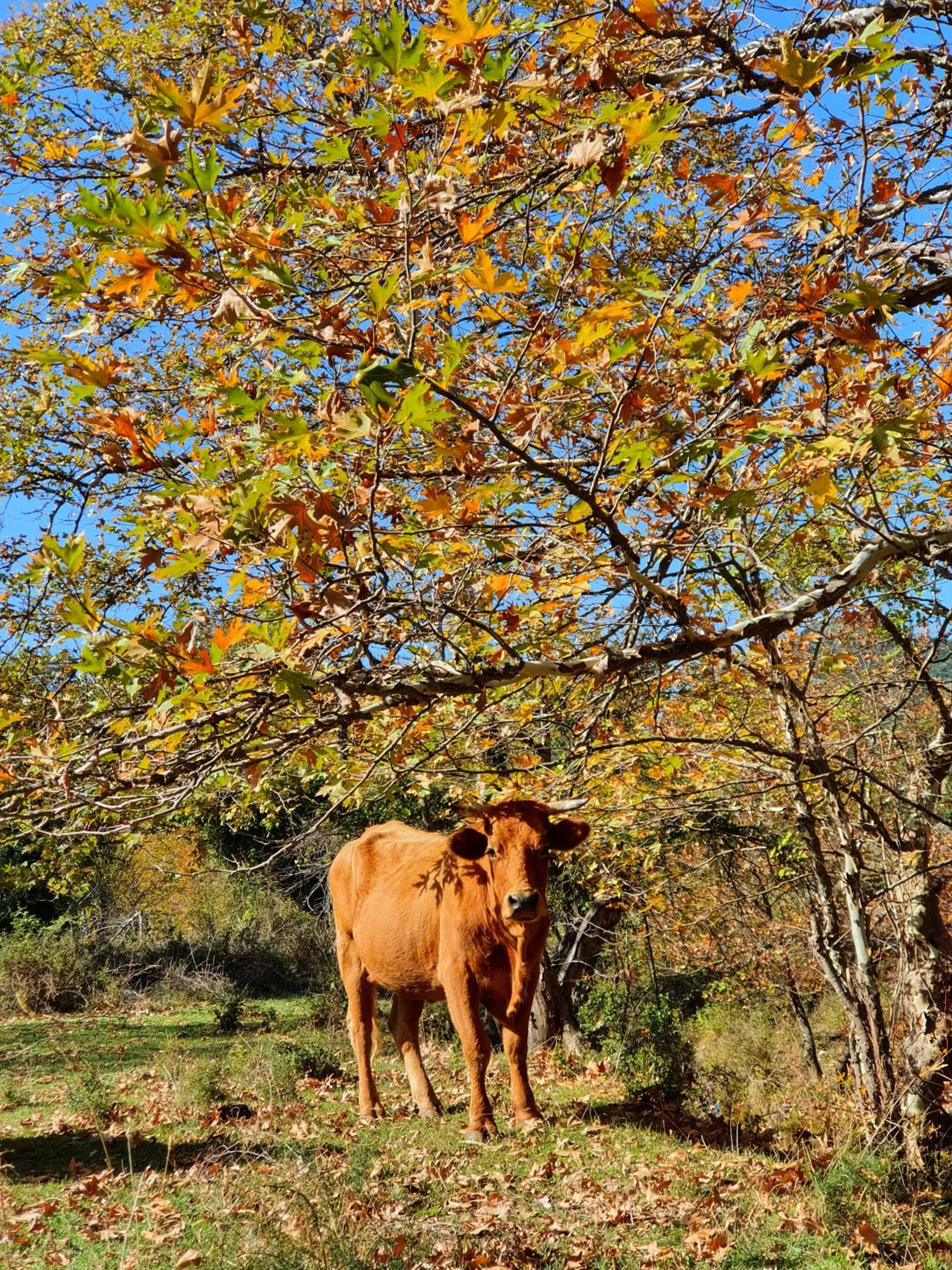 Helicon Muses Friendly Mountain B&B Guesthouse