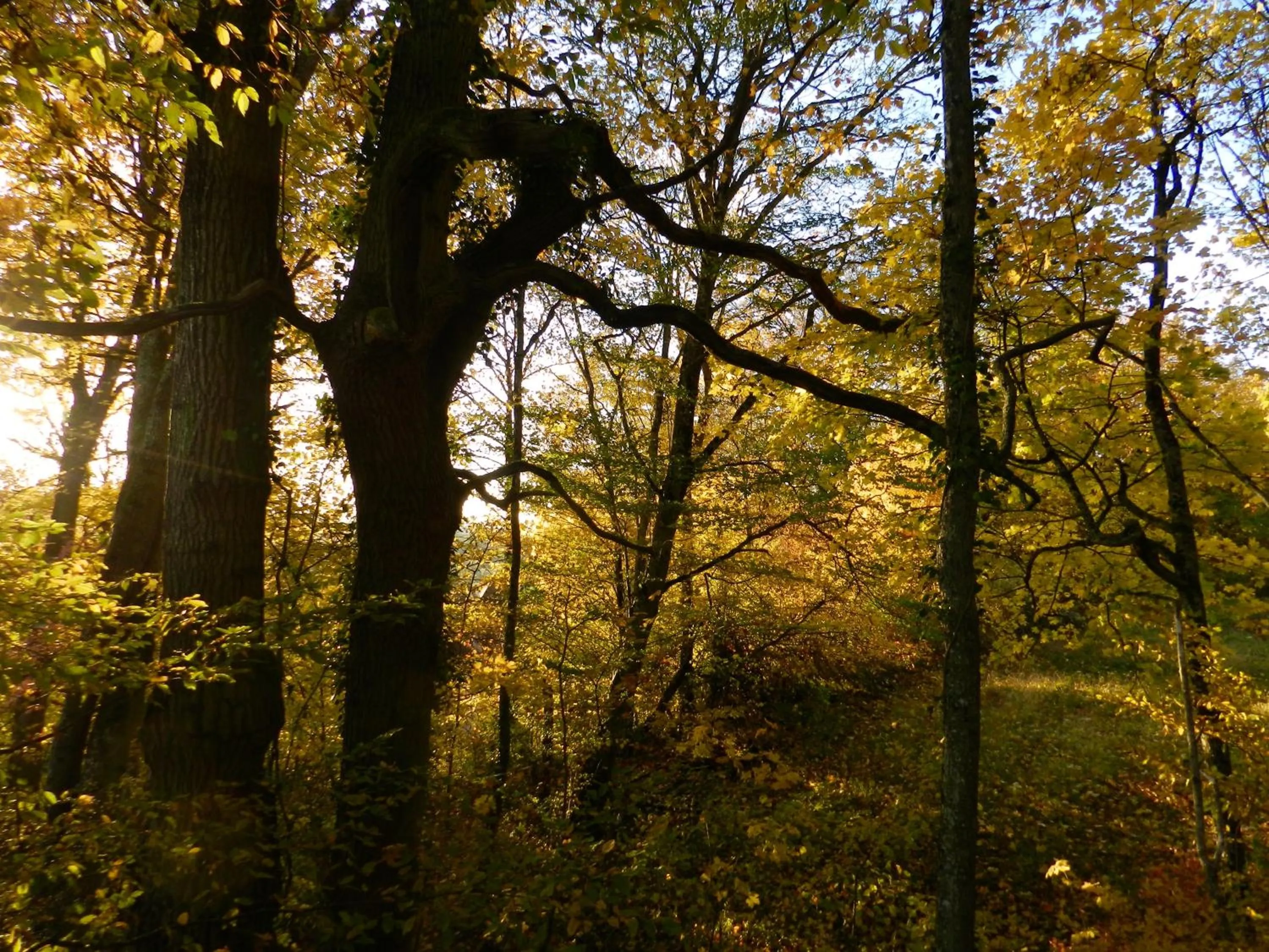 Garden in Art House Domaine de l'Ocrerie