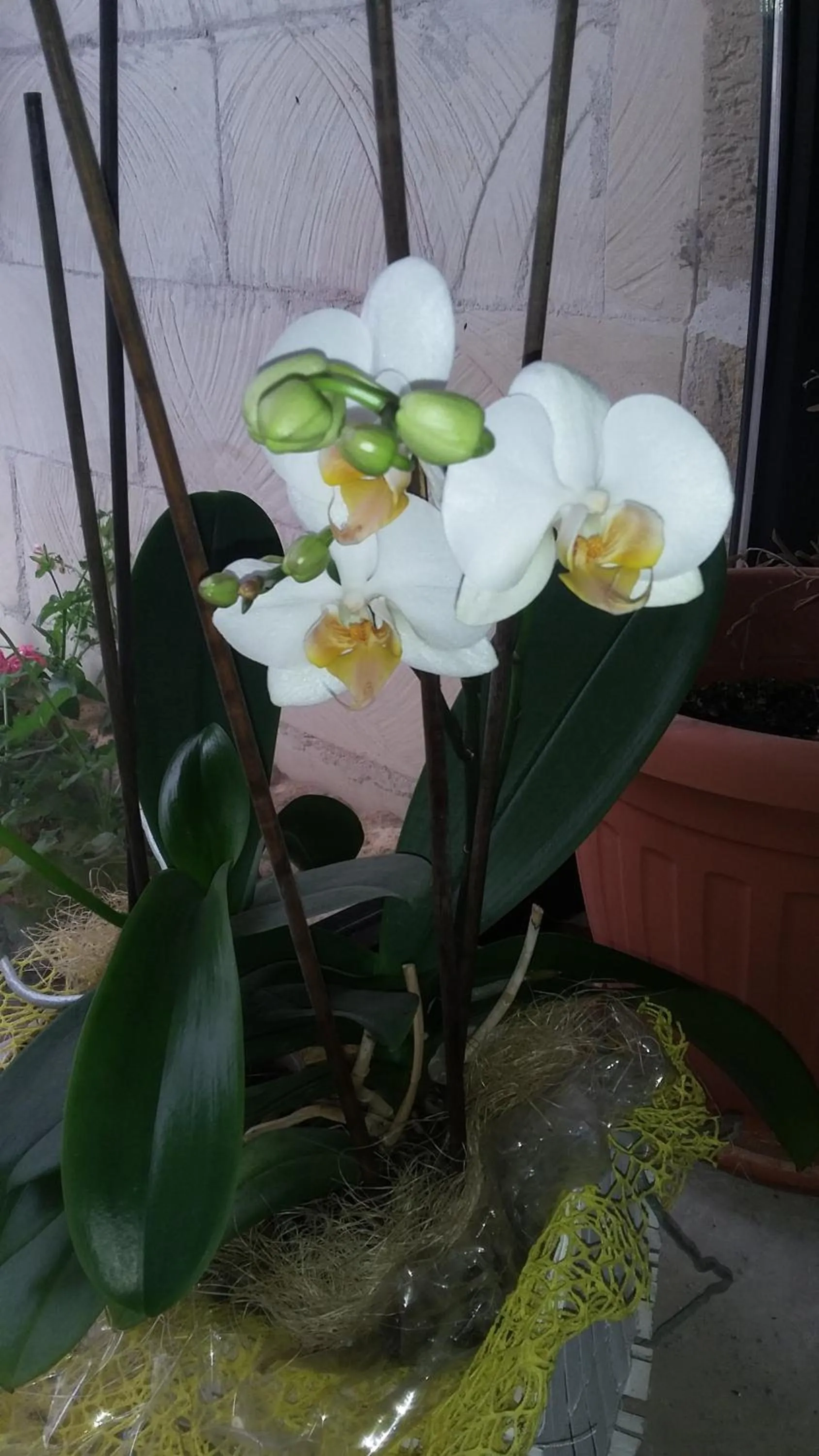 Property building in Masseria Gattamora