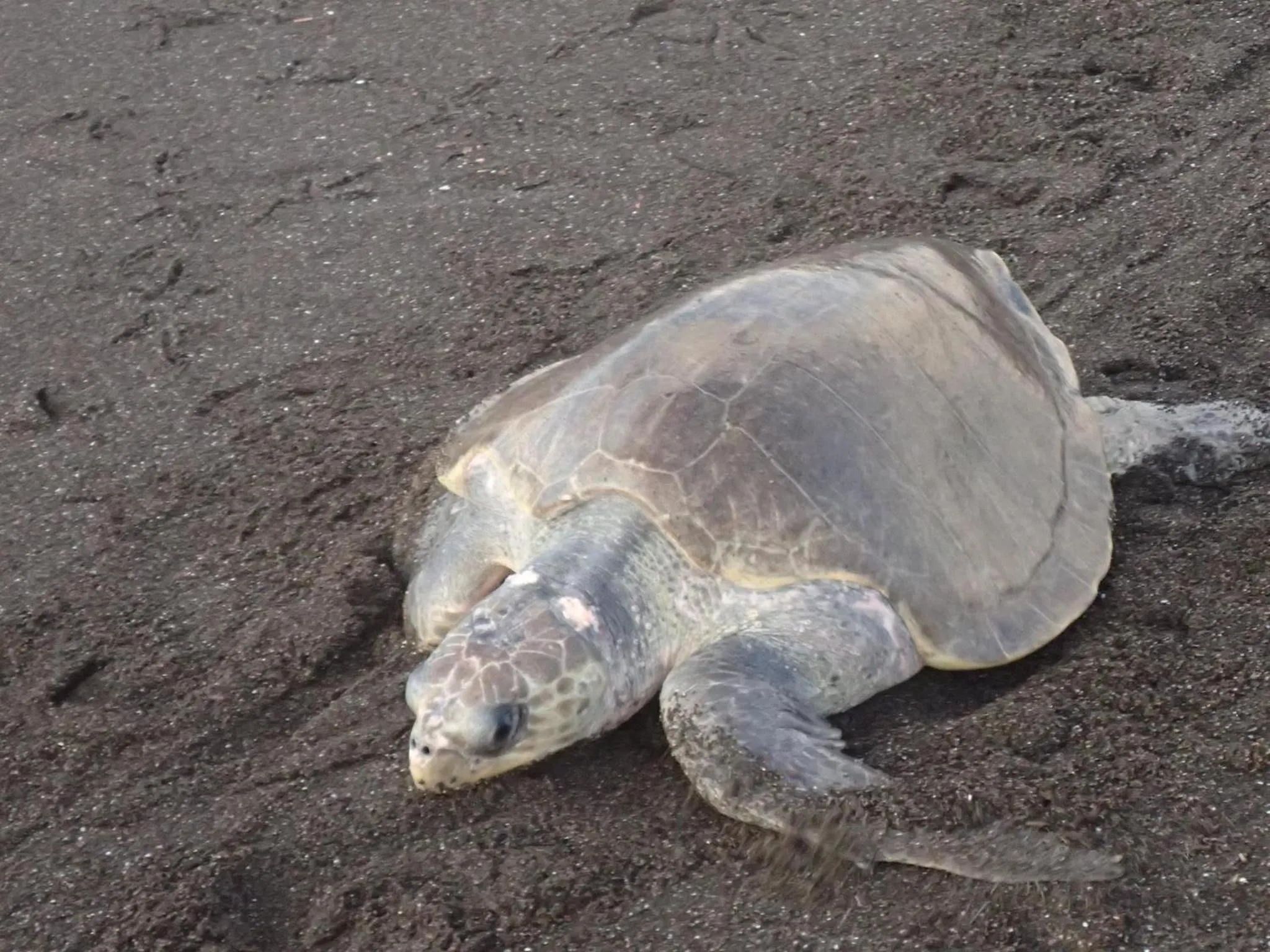 Beach in Samara Beach Hotel