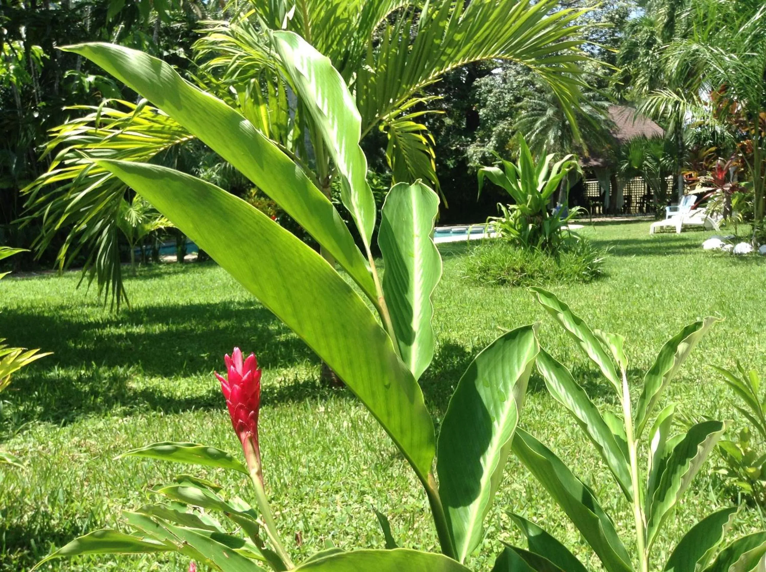 Garden in Samara Beach Hotel