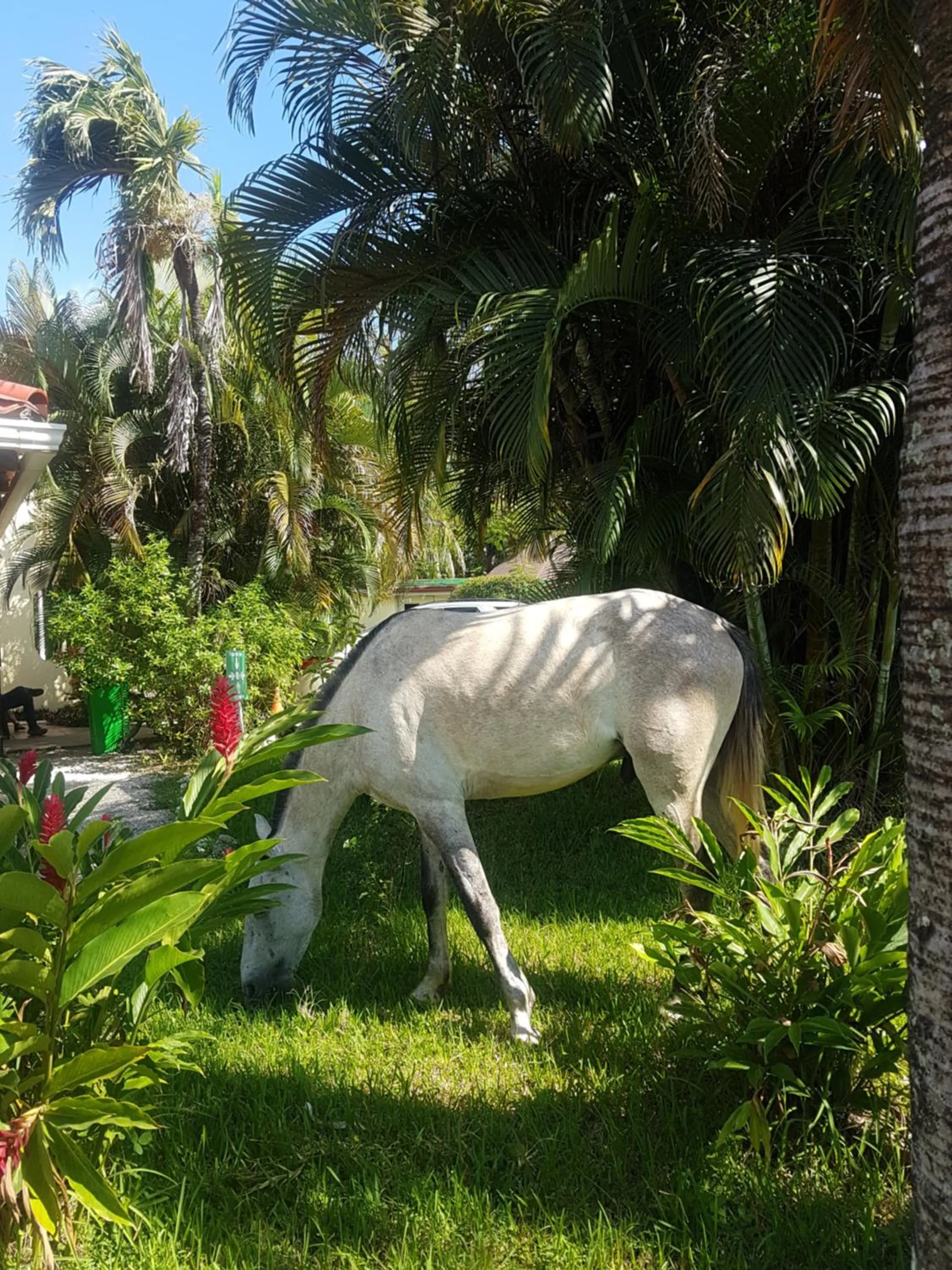 Garden in Samara Beach Hotel