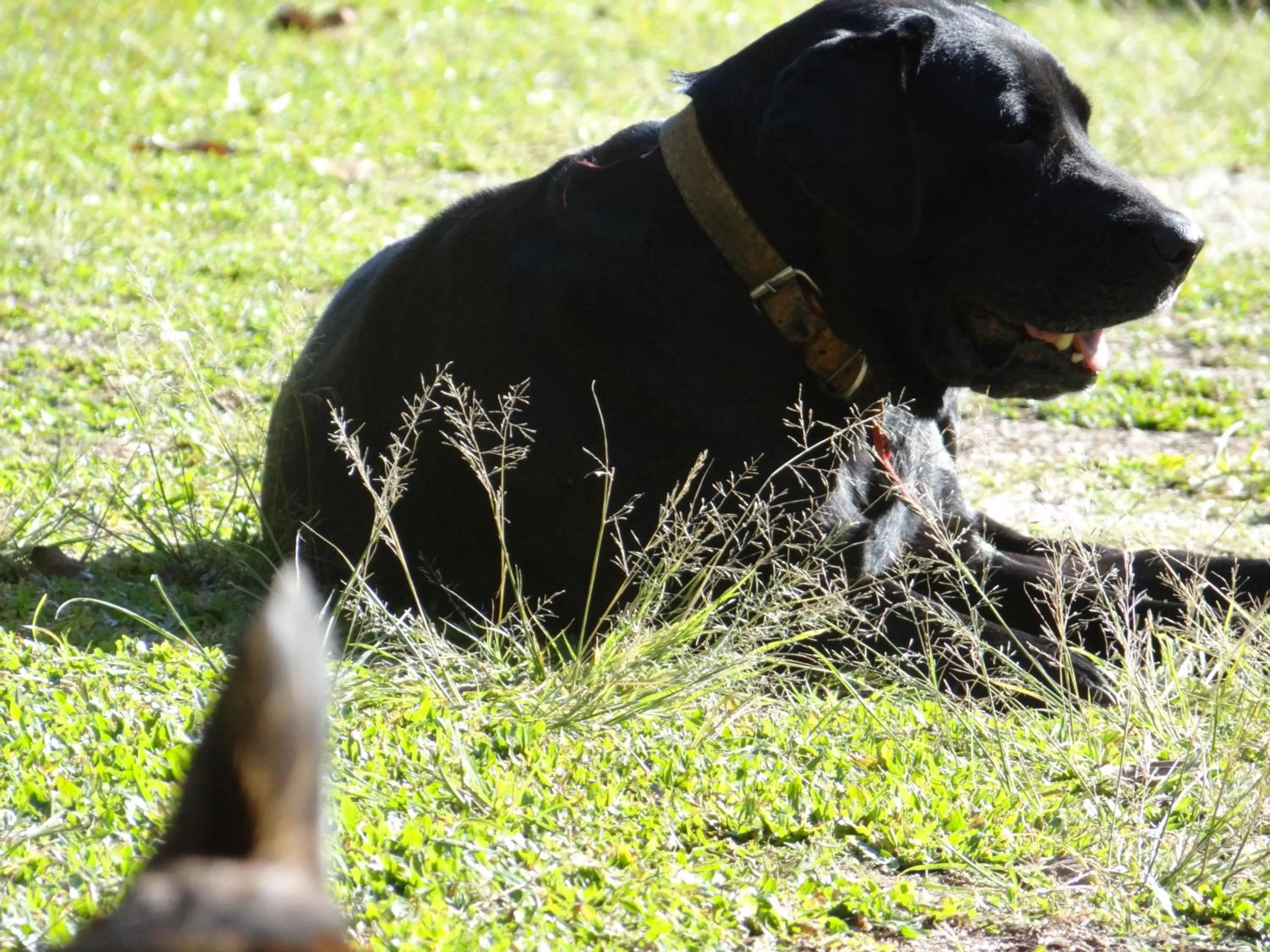 Pets in Pousada Canto da Lua