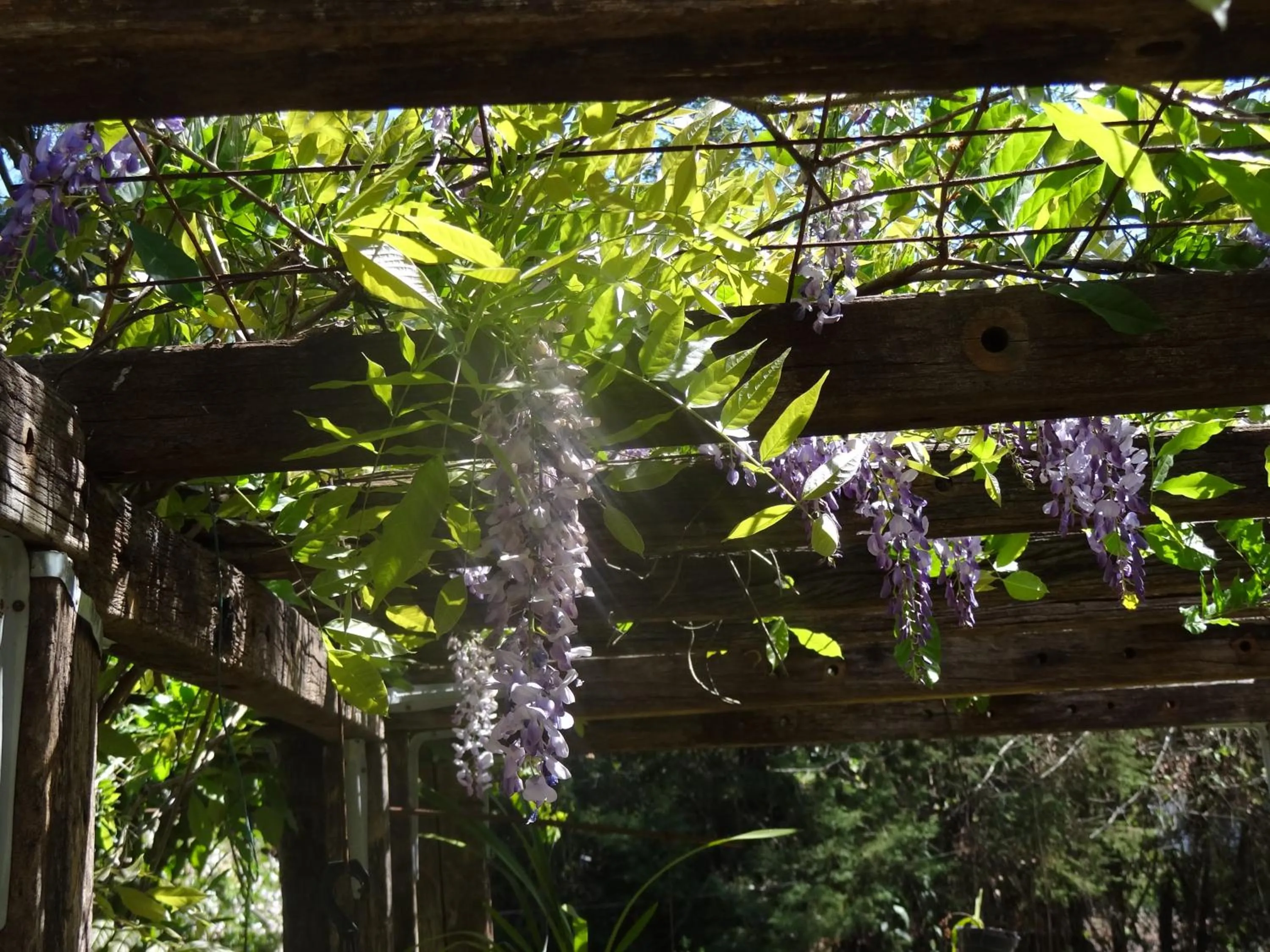 Garden in Pousada Canto da Lua