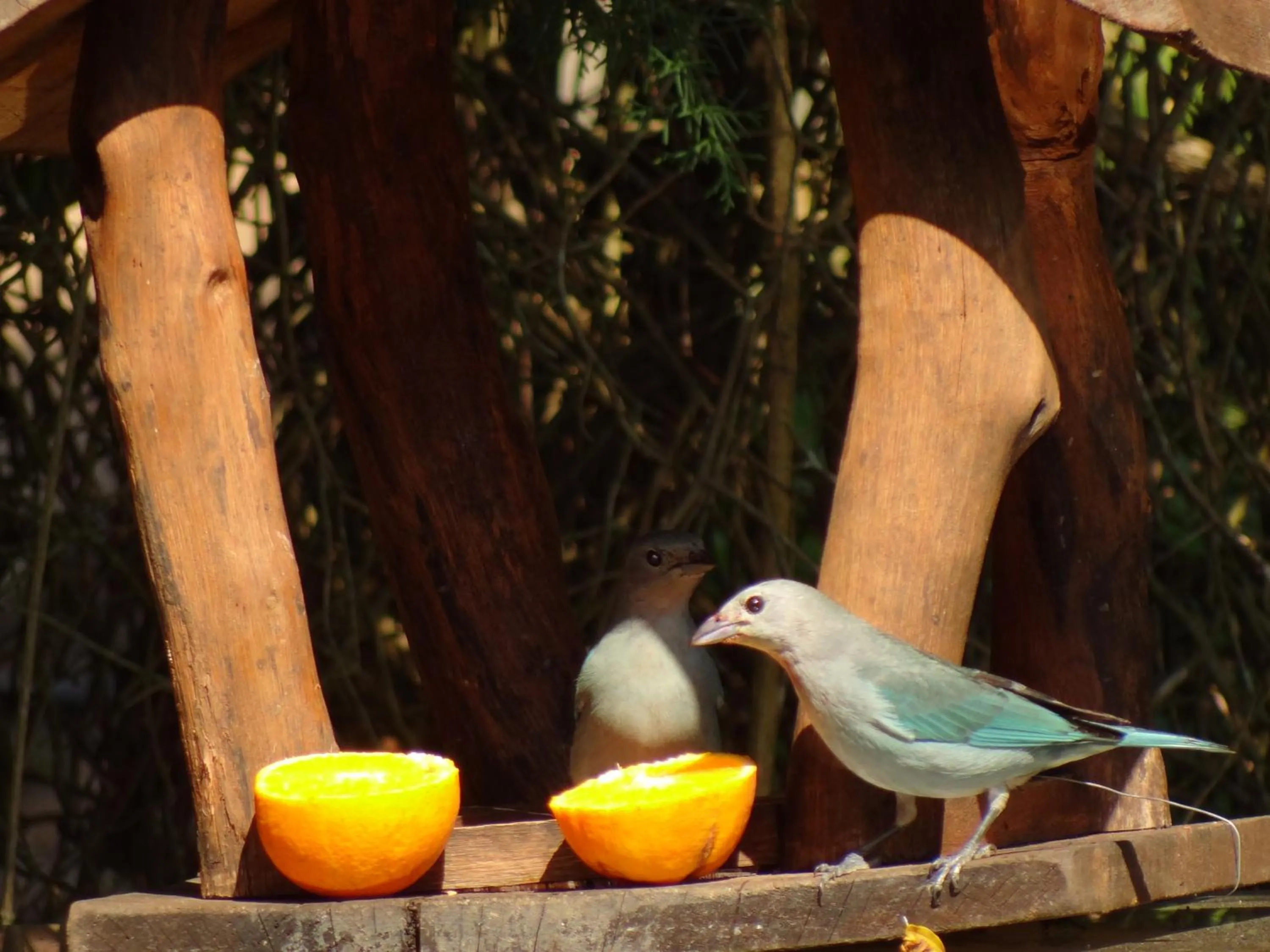 Animals in Pousada Canto da Lua