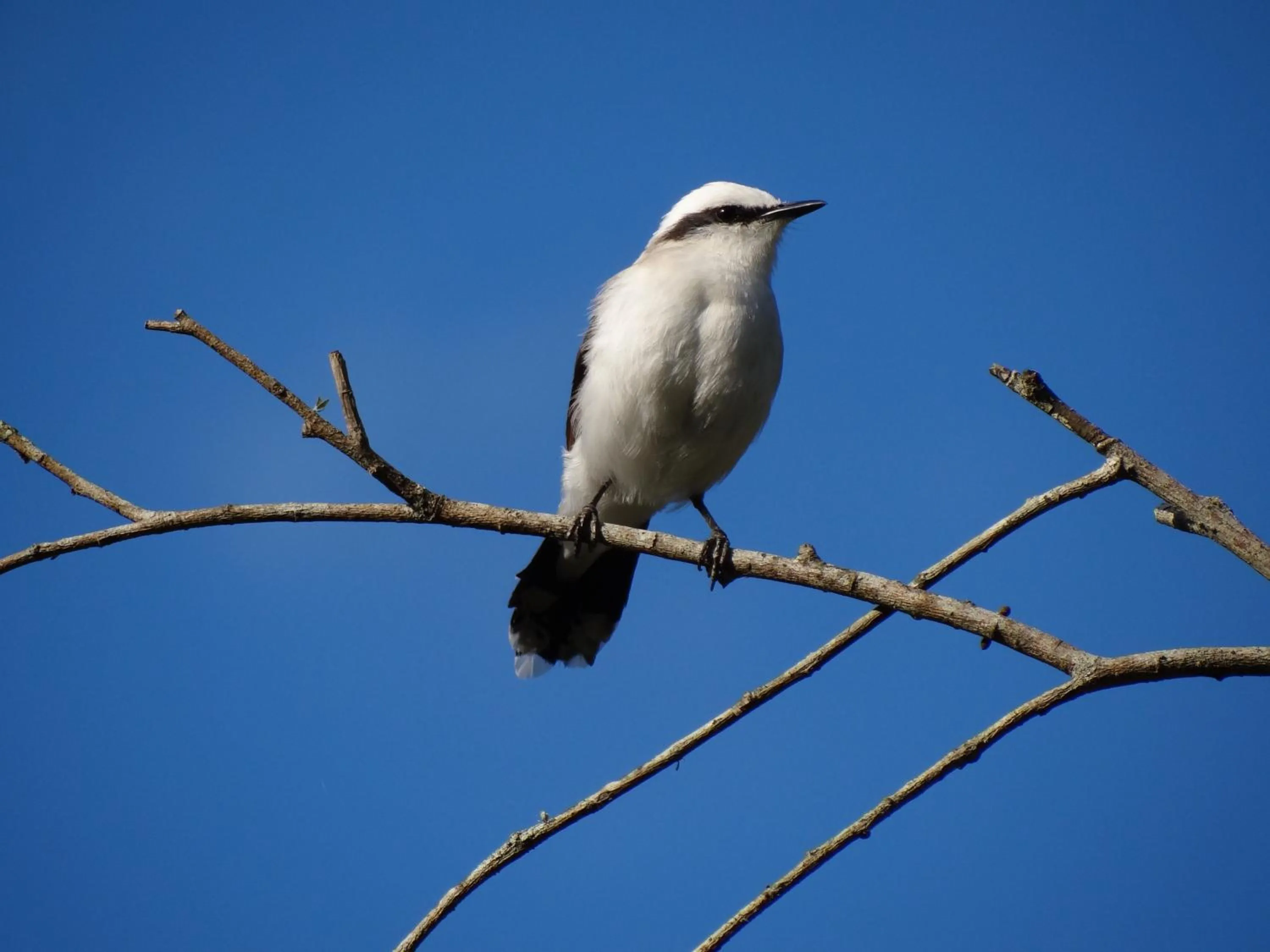 Animals in Pousada Canto da Lua