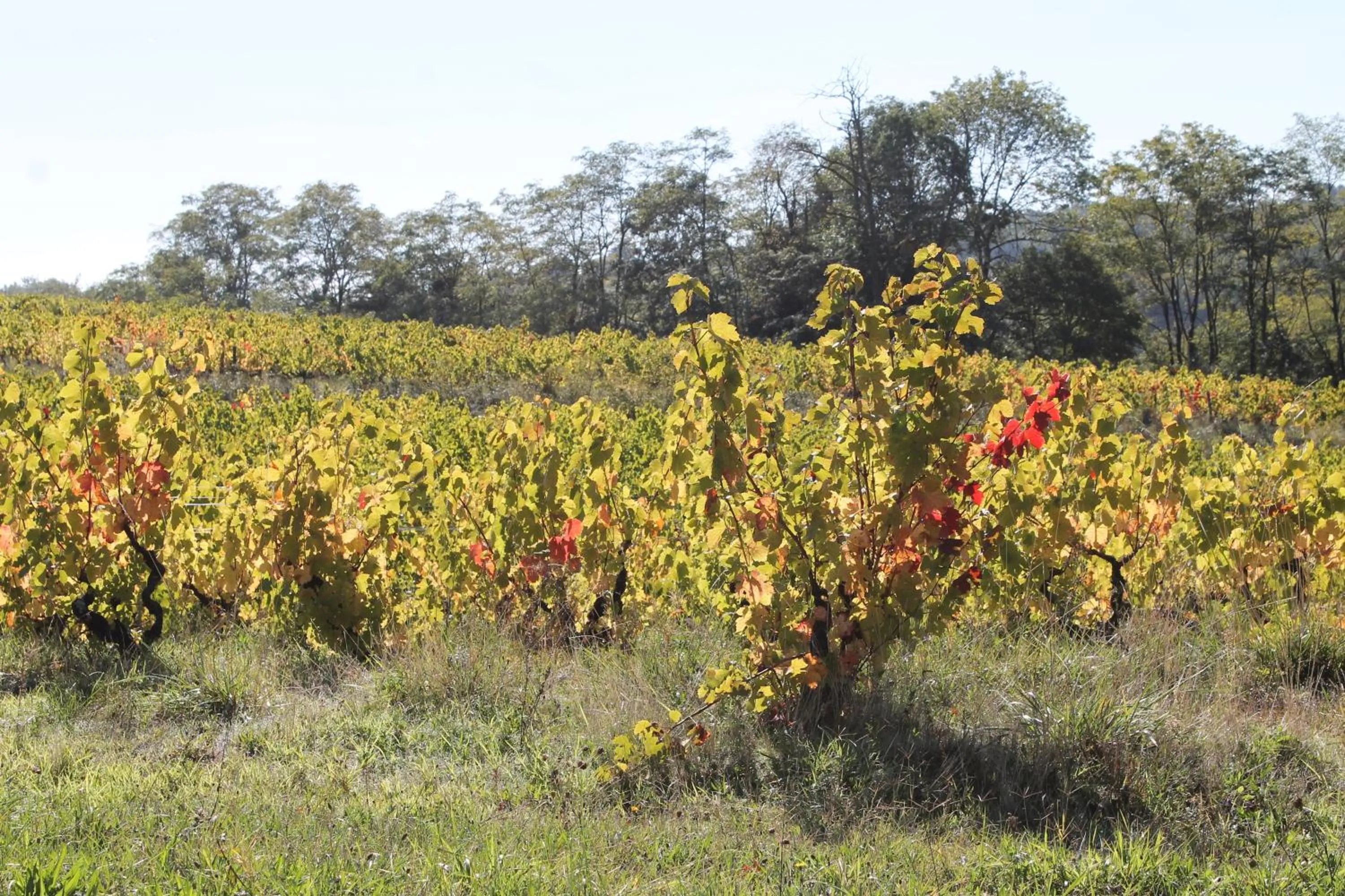 Autumn in Hôtel Restaurant Le Moulin de Saint Verand