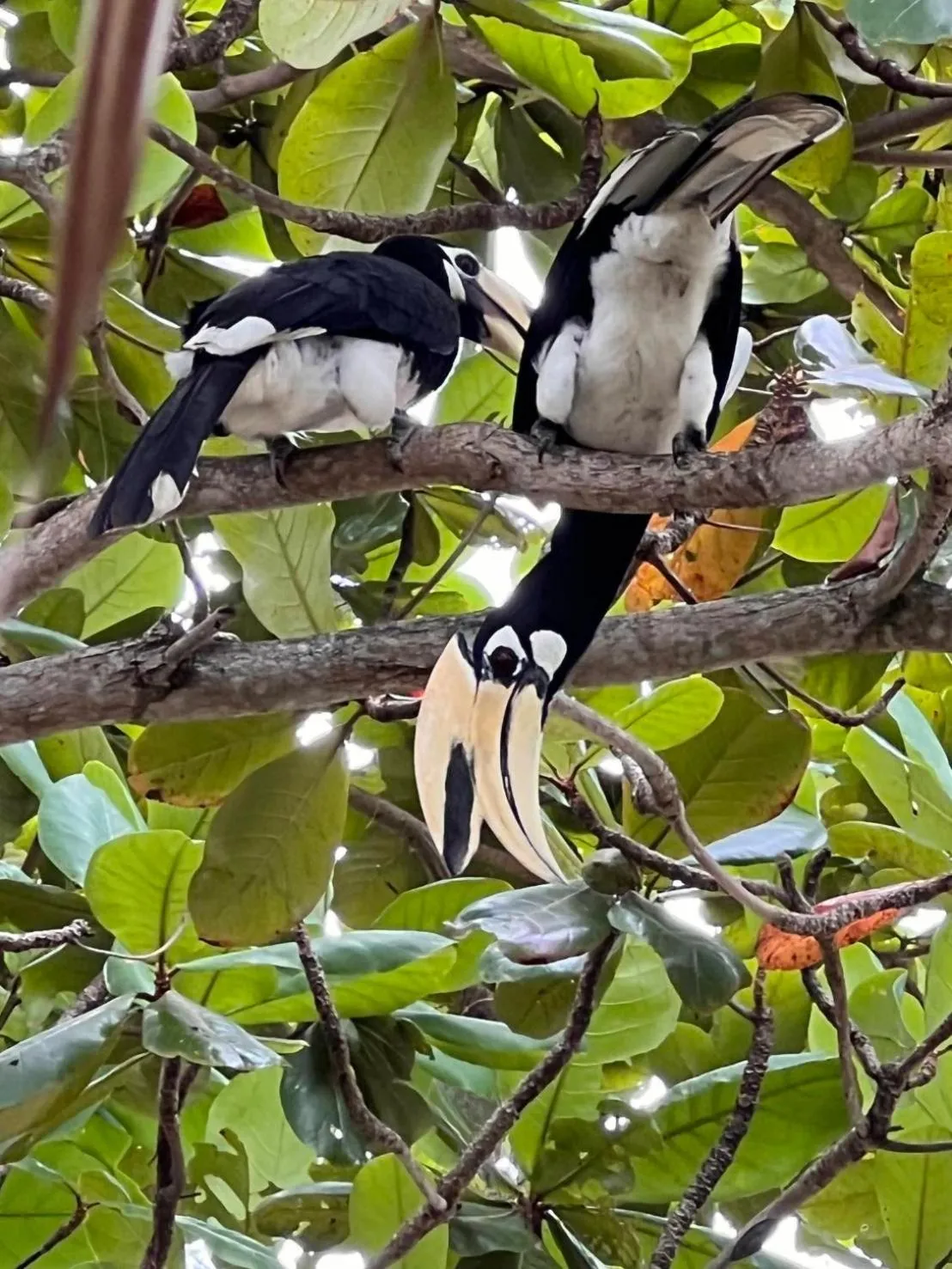 Koh Phaluai Beach Bangalow