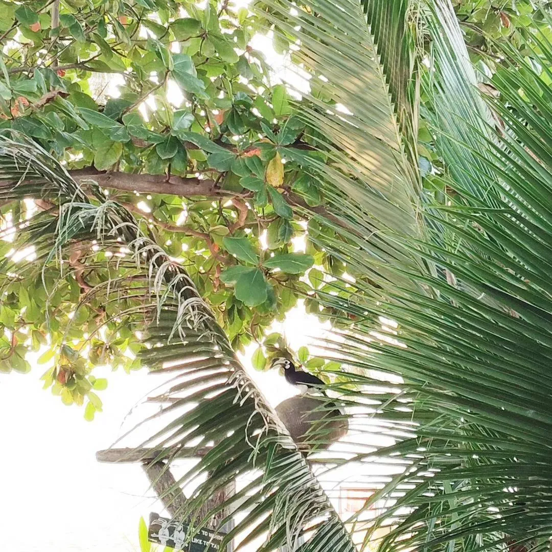 Day in Koh Phaluai Beach Bangalow