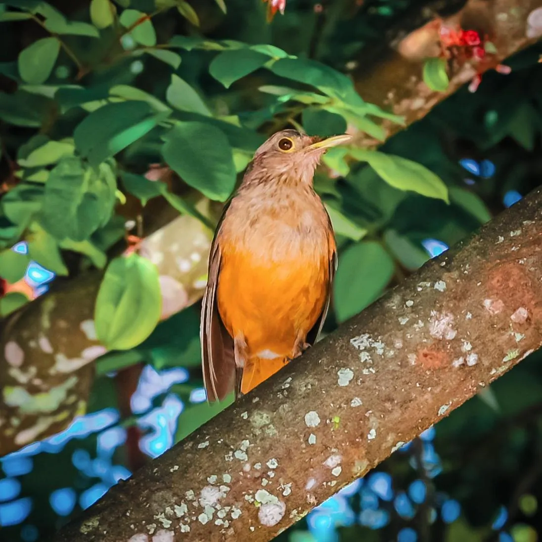 Ayla Praia Hotel Centro Porto Segur