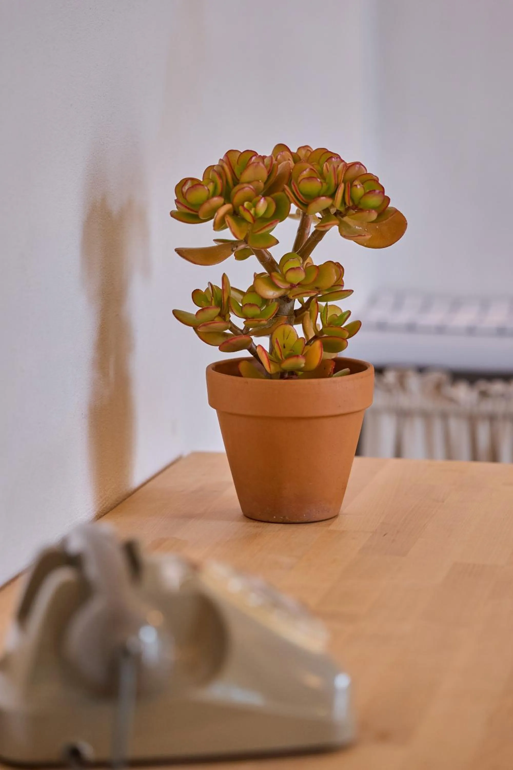 Decorative detail in Bed & Breakfast Casa Lopez
